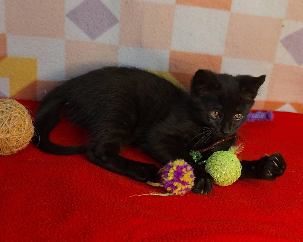Enlarge Sniffy, a Adoptable mixed breed in Miami, OK image 3/4
