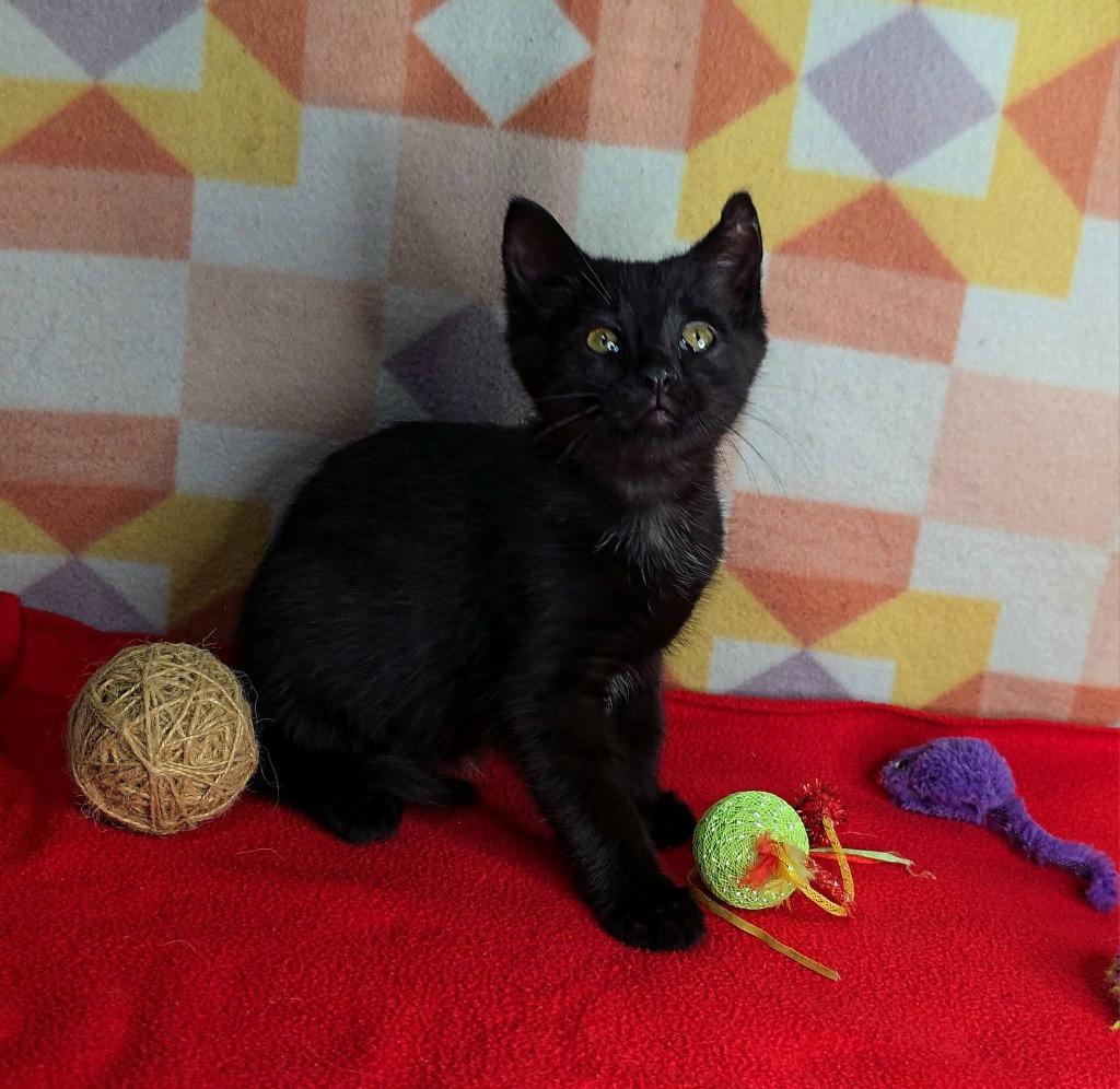 Enlarge Sniffy, a Adoptable mixed breed in Miami, OK image 4/4