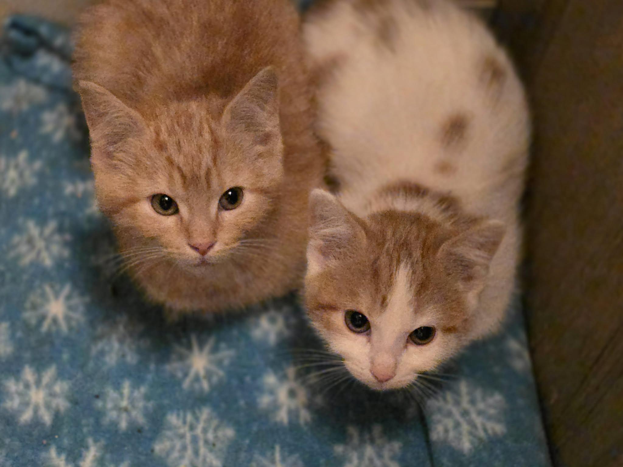 Enlarge Tang, an adopted Domestic Short Hair in Merrillville, IN image 4/4