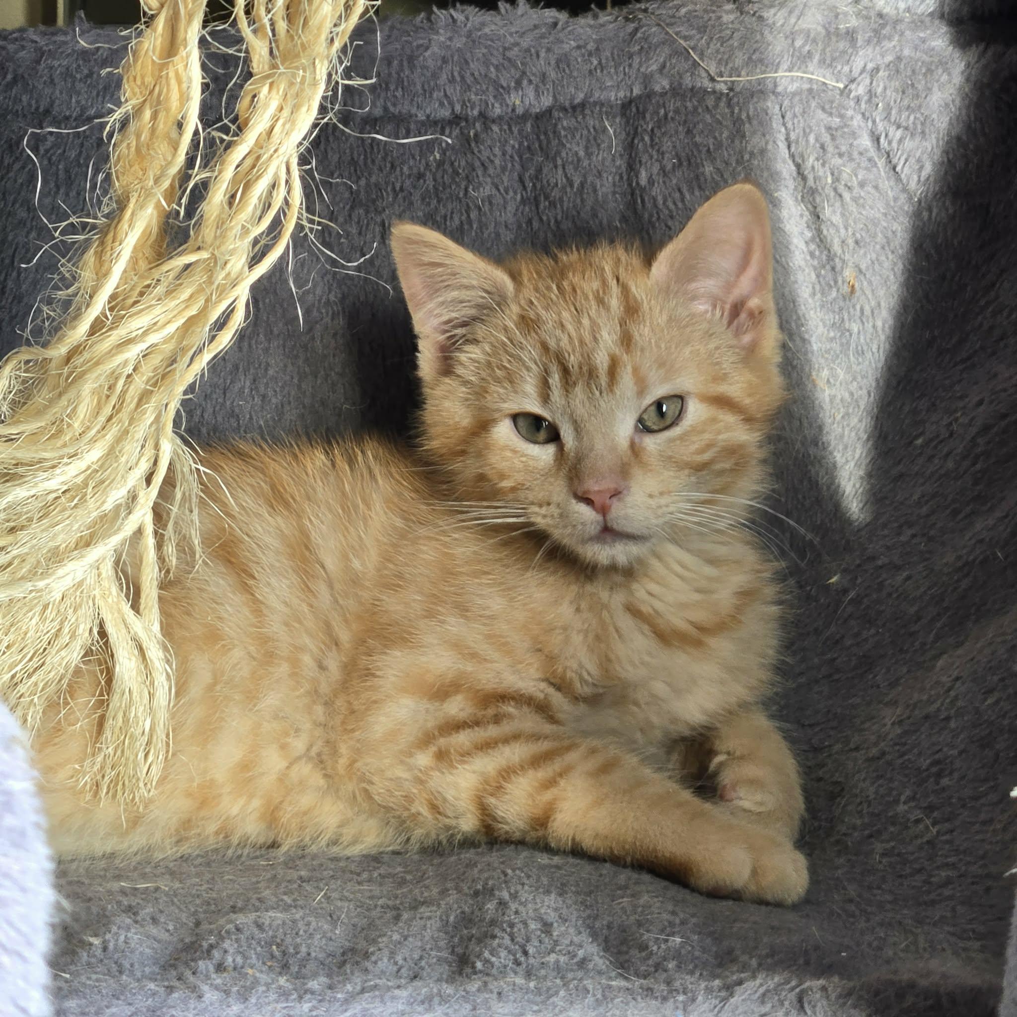 Tang, adopted, Young Male Domestic Short Hair.