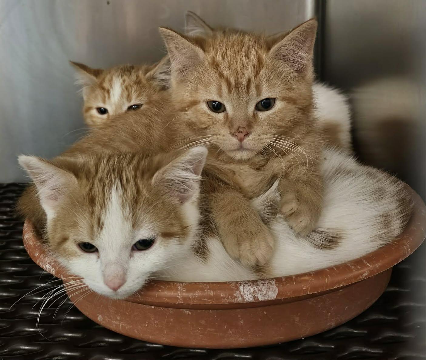 Enlarge Tang, an adopted Domestic Short Hair in Merrillville, IN image 3/4