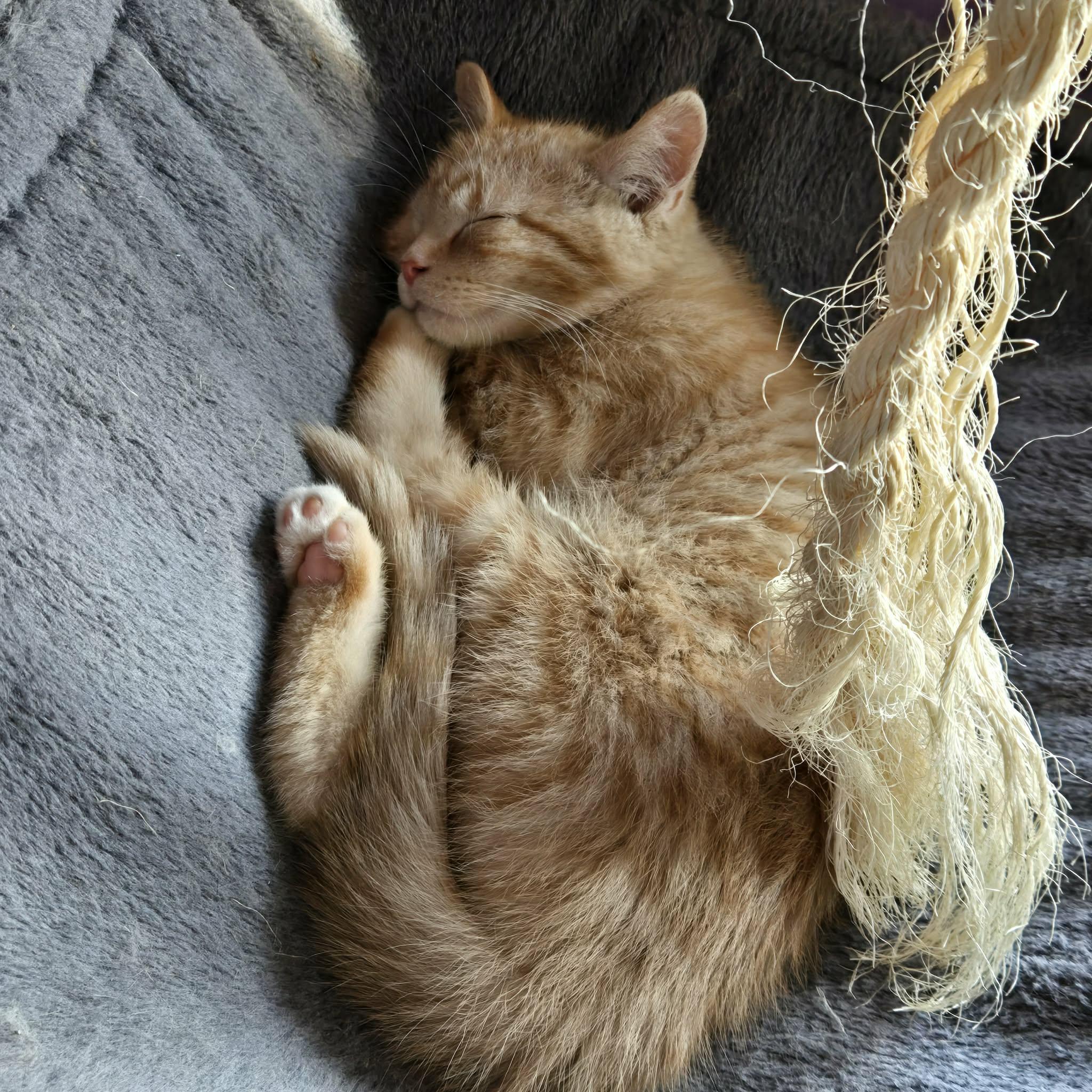 Enlarge Tang, an adopted Domestic Short Hair in Merrillville, IN image 2/4