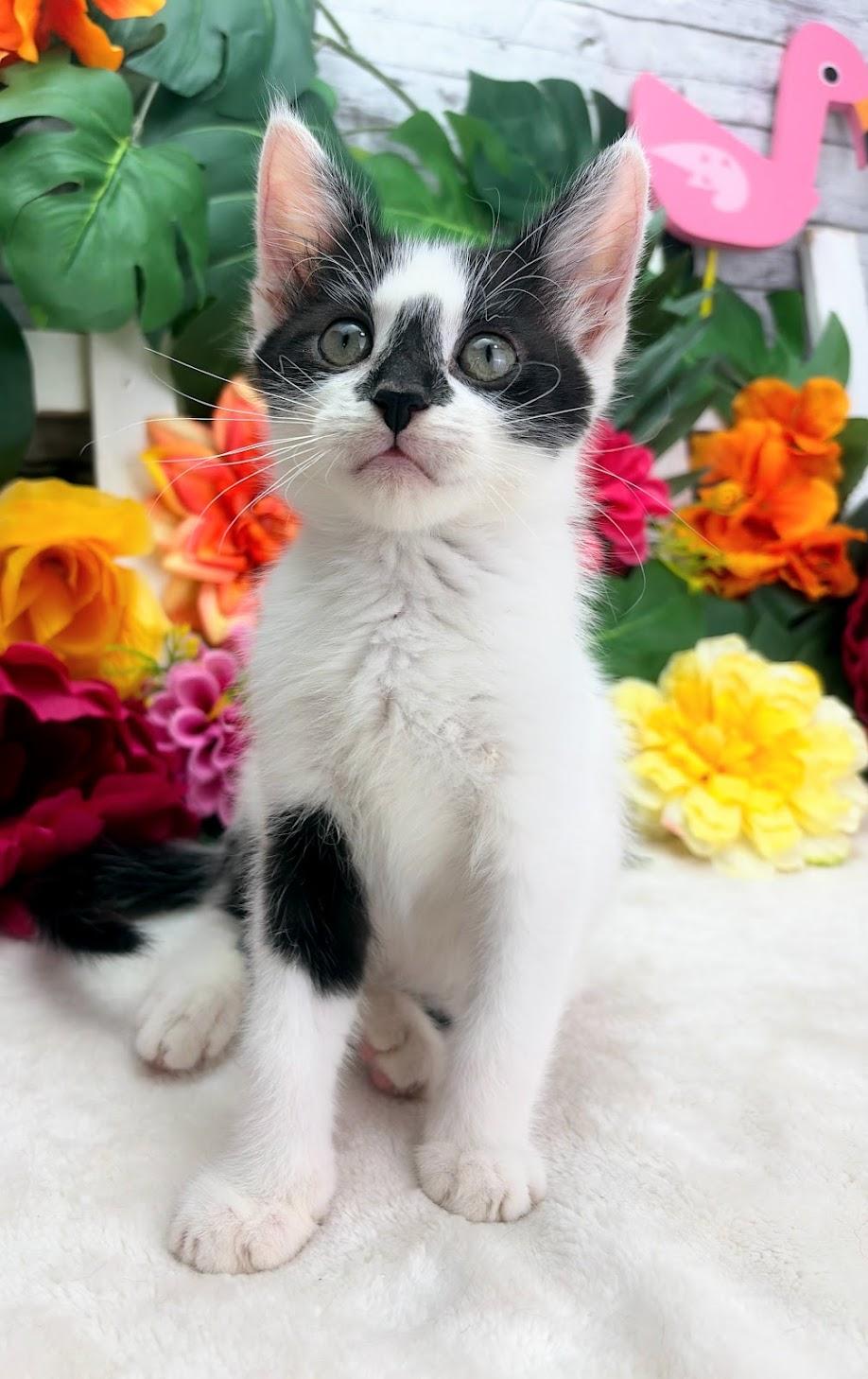 Enlarge Drew (Adoption Pending), a ADOPTABLE Domestic Short Hair in Parsippany, NJ image 2/6