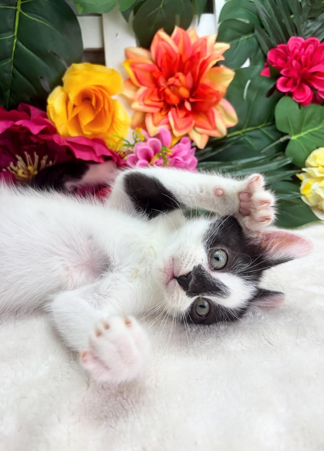 Enlarge Drew (Adoption Pending), a ADOPTABLE Domestic Short Hair in Parsippany, NJ image 4/6