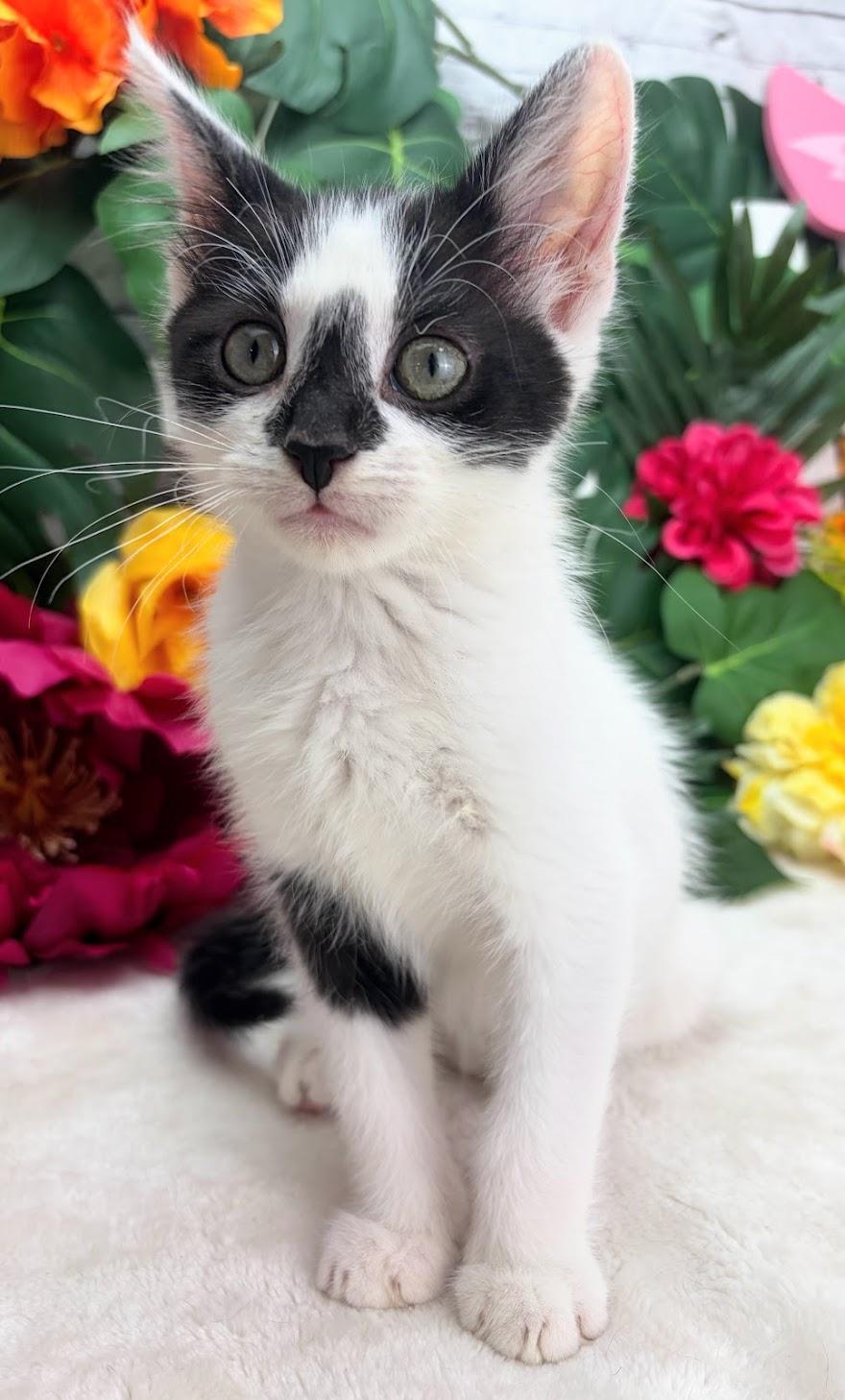 Enlarge Drew (Adoption Pending), a ADOPTABLE Domestic Short Hair in Parsippany, NJ image 1/6