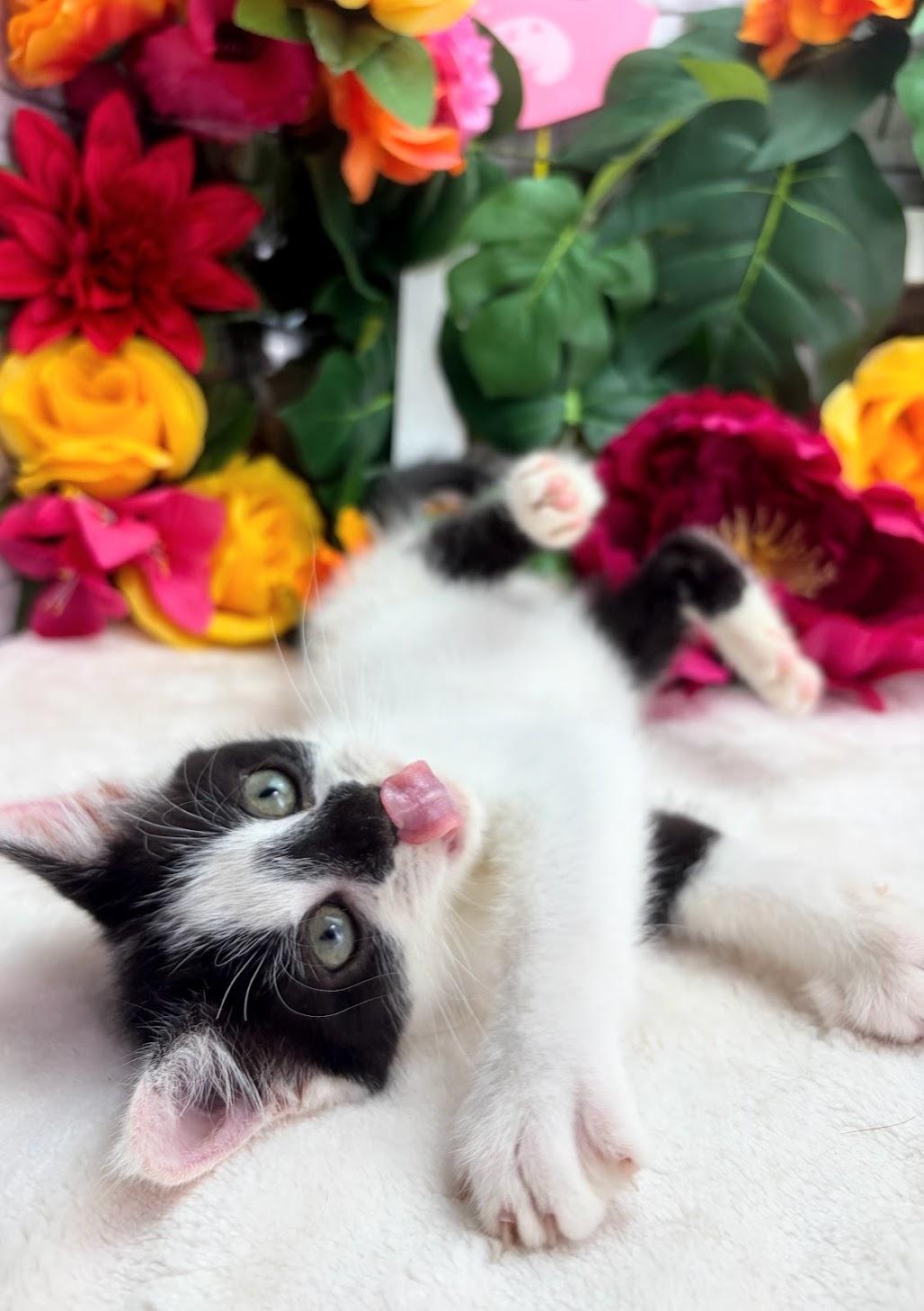 Enlarge Drew (Adoption Pending), a ADOPTABLE Domestic Short Hair in Parsippany, NJ image 5/6