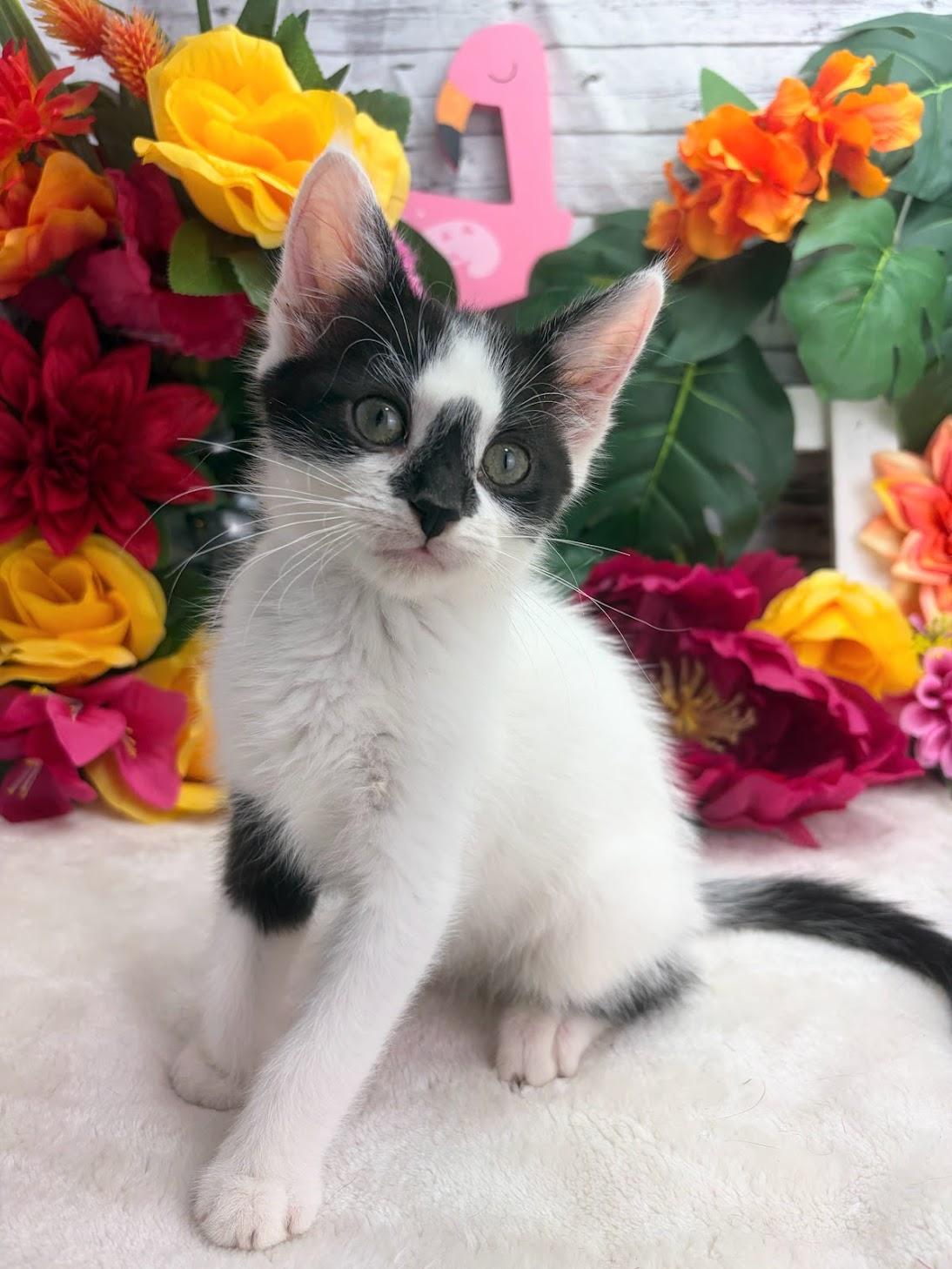 Enlarge Drew (Adoption Pending), a ADOPTABLE Domestic Short Hair in Parsippany, NJ image 6/6