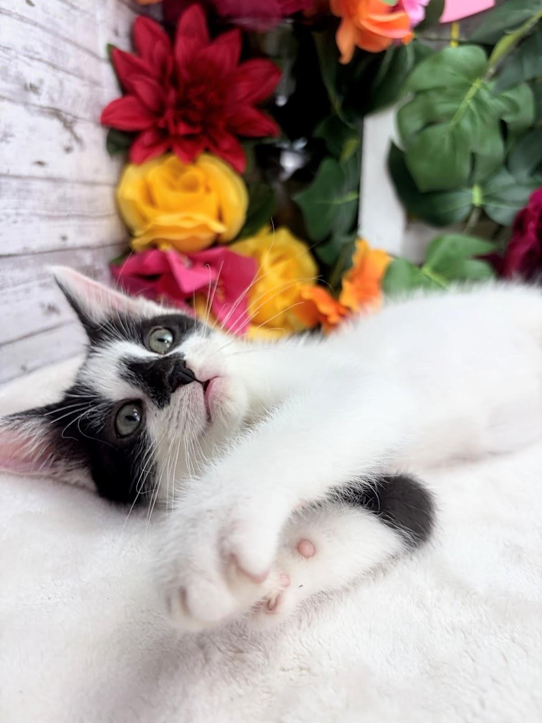 Enlarge Drew (Adoption Pending), a ADOPTABLE Domestic Short Hair in Parsippany, NJ image 3/6