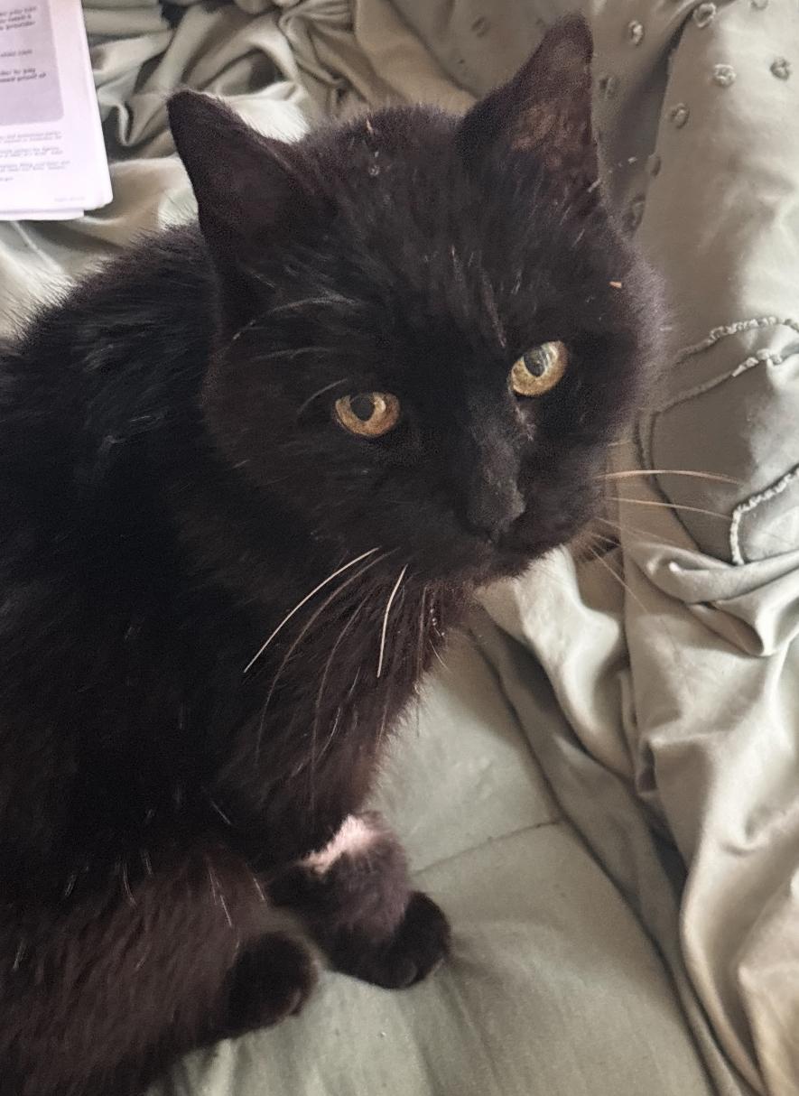 Bingo, an adopted Domestic Short Hair in Sussex, NJ image 2/2