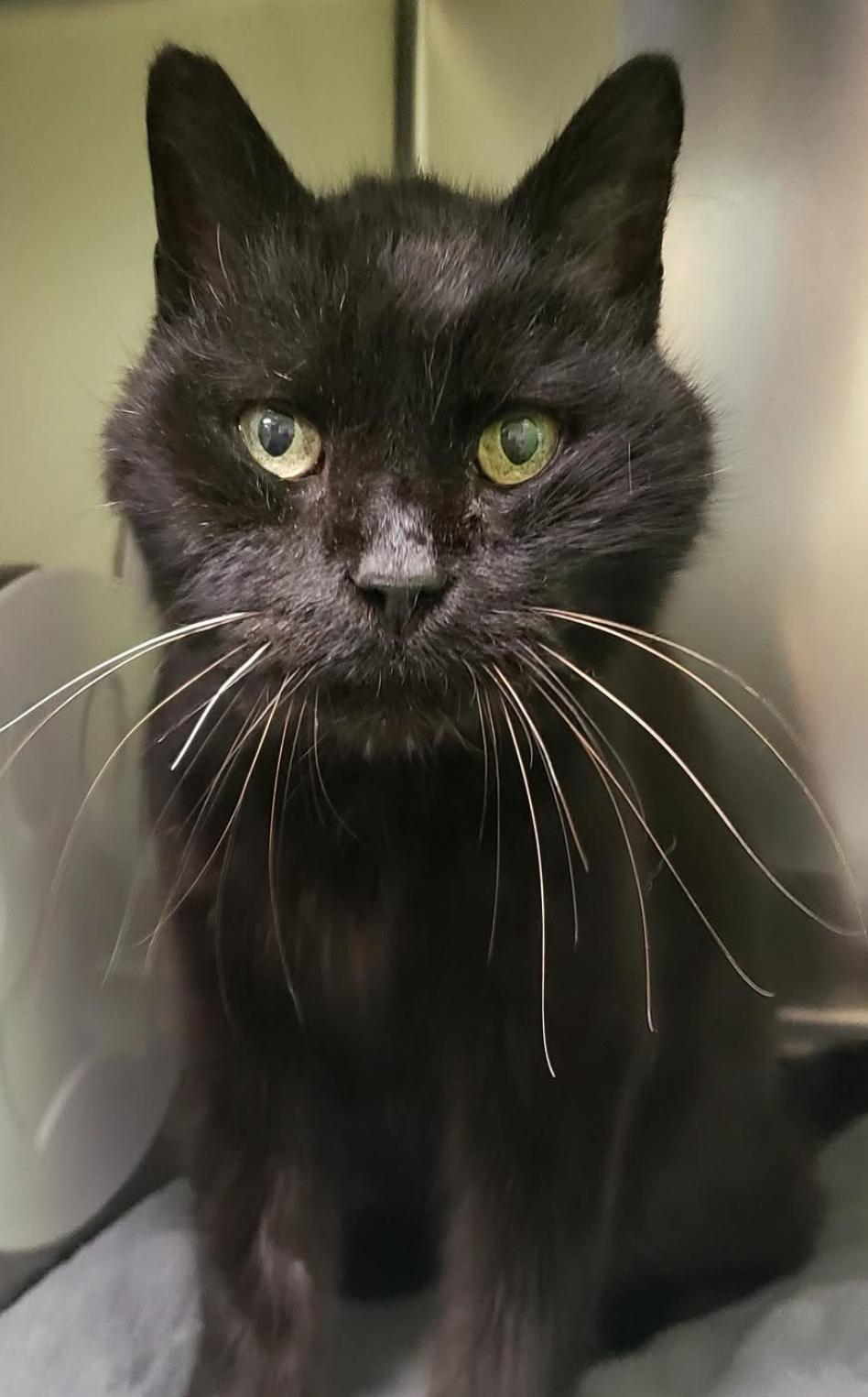 Bingo, adopted, Senior Male Domestic Short Hair.