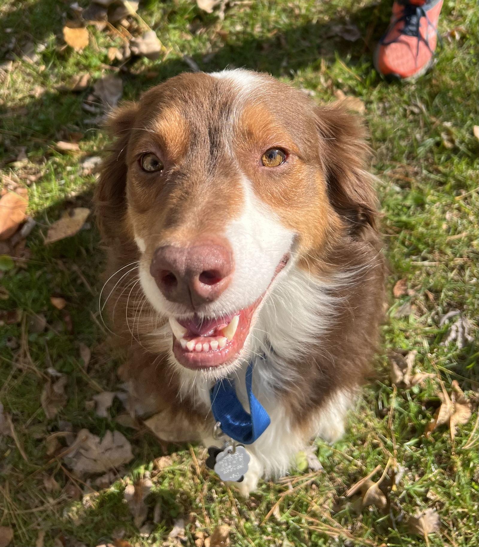 DIESEL-Pendng Adoption, Adoptable, Adult Male Australian Shepherd.