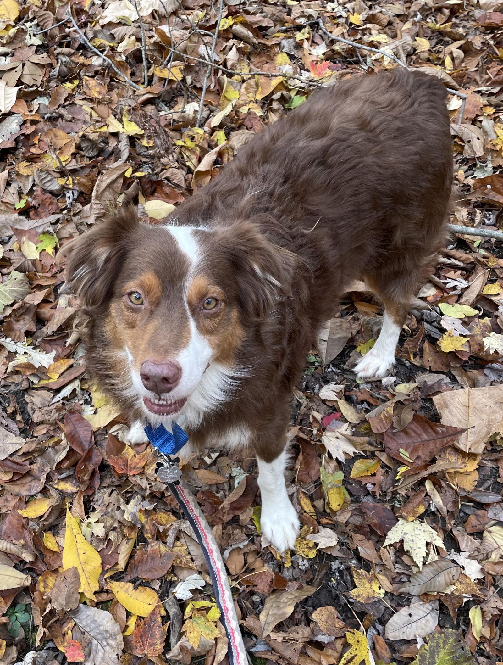 DIESEL-Pendng Adoption, a Adoptable Australian Shepherd in Amherst, OH image 1/3