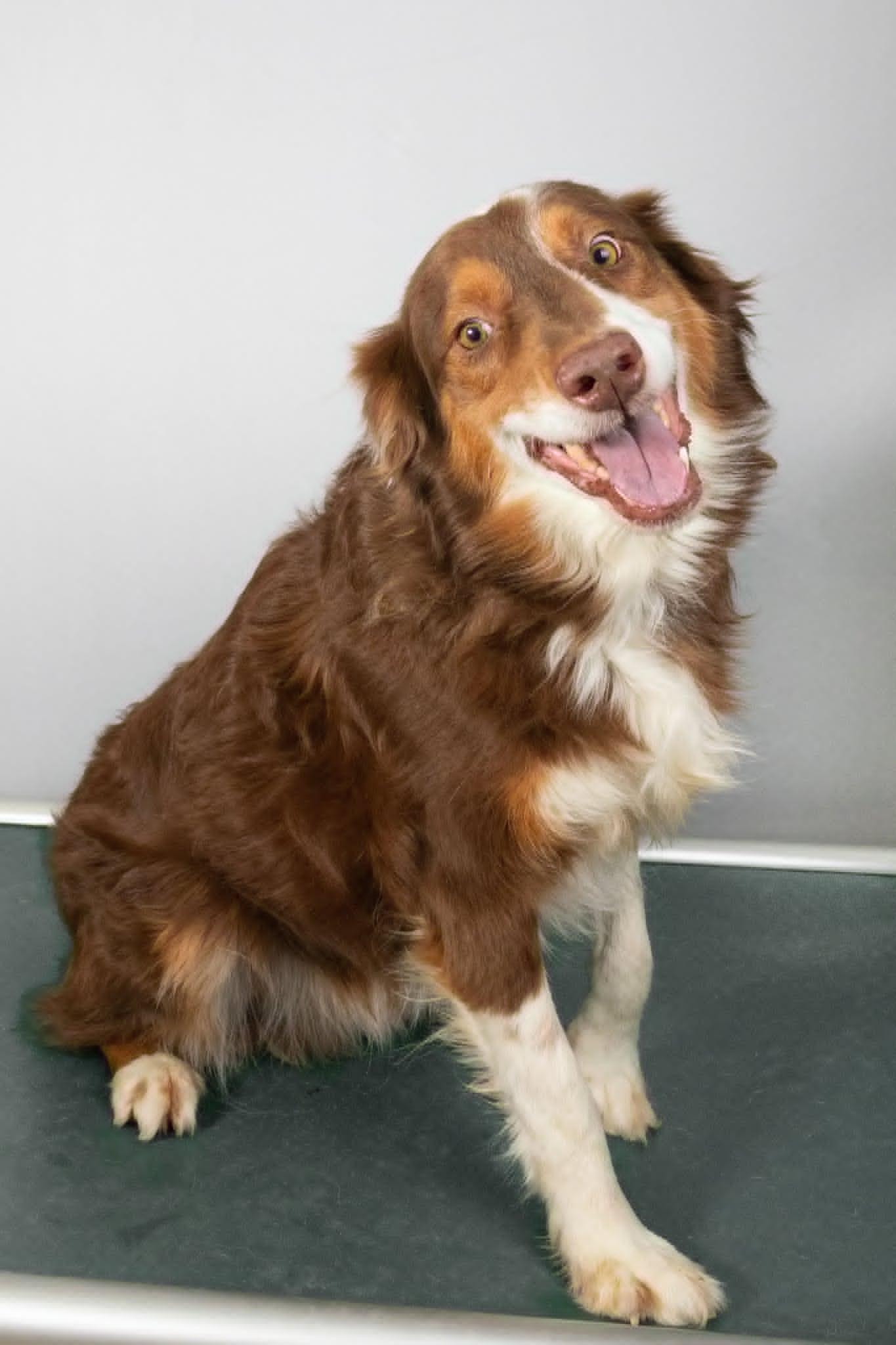 DIESEL-Pendng Adoption, a Adoptable Australian Shepherd in Amherst, OH image 3/3