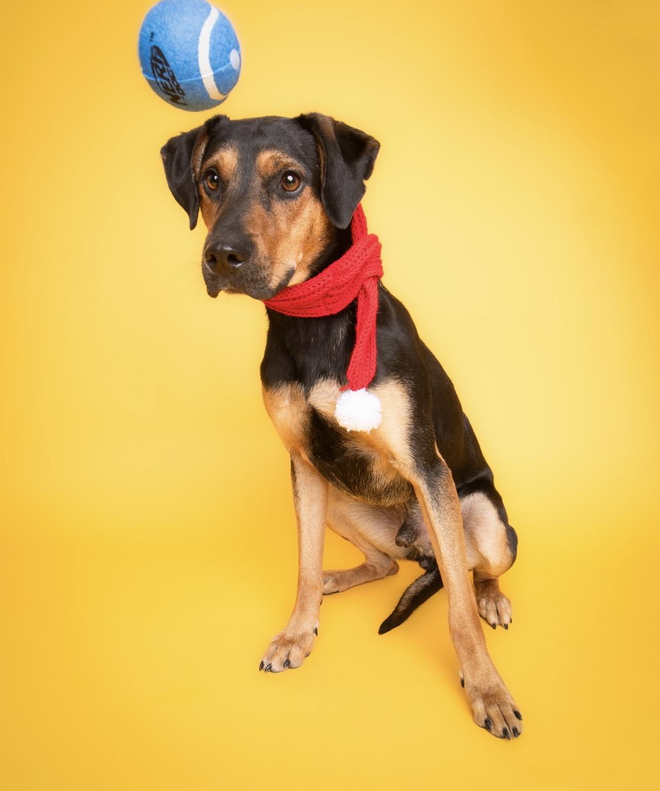 Kevin, a Adoptable mixed breed in Culpeper, VA image 1/6