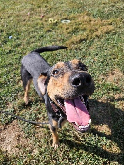 Kevin, a Adoptable mixed breed in Culpeper, VA image 4/6