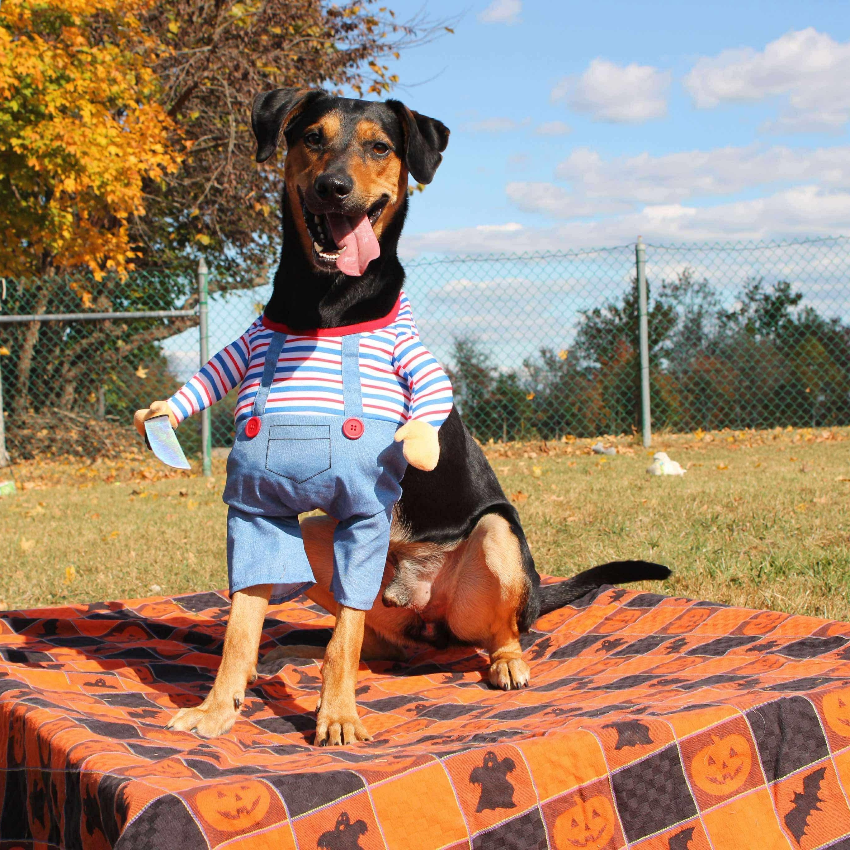 Kevin, a Adoptable mixed breed in Culpeper, VA image 2/6