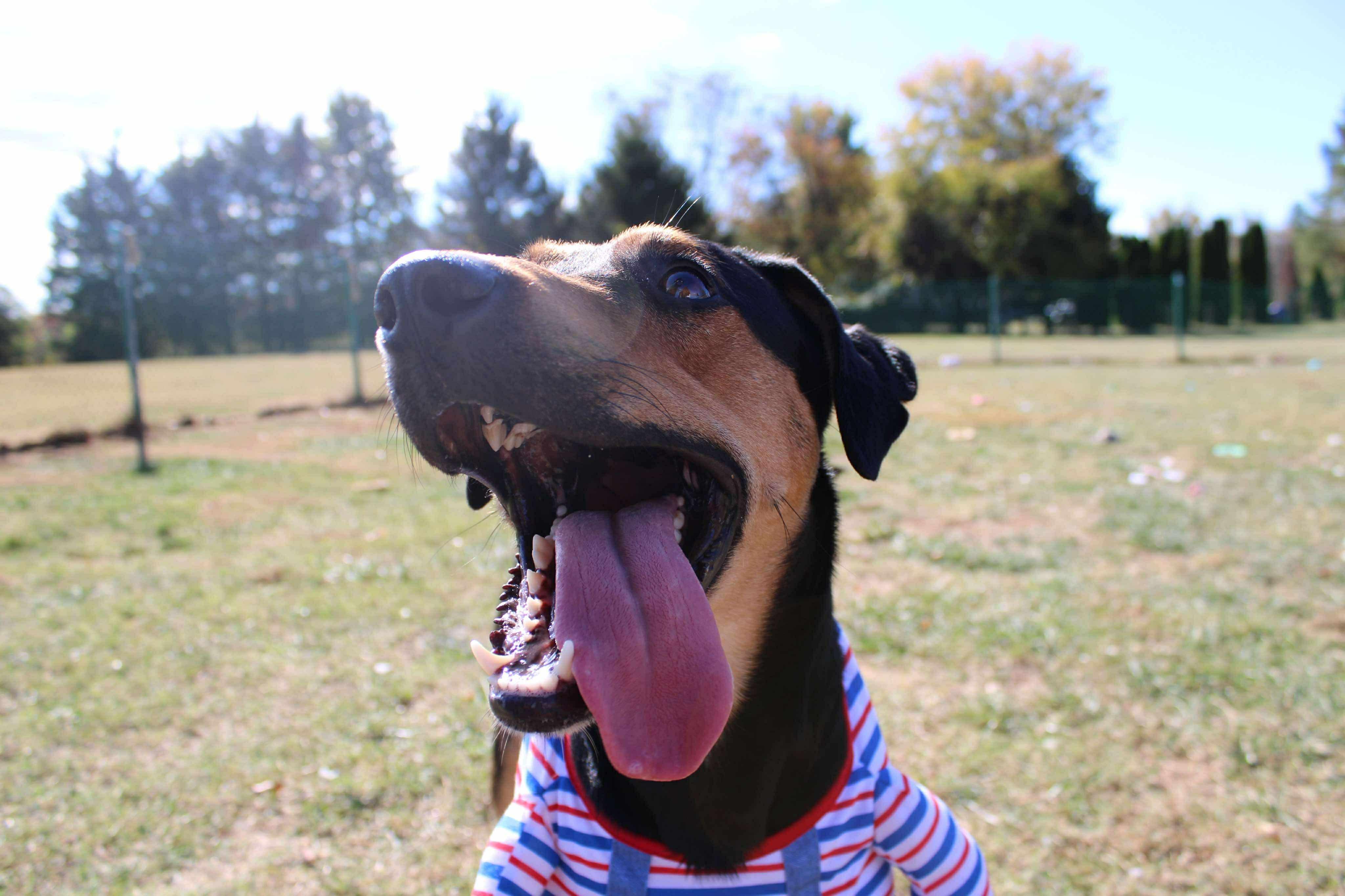 Kevin, a Adoptable mixed breed in Culpeper, VA image 5/6