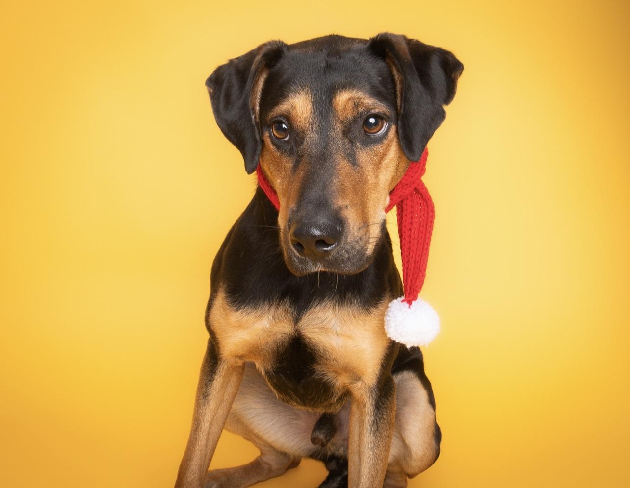 Kevin, a Adoptable mixed breed in Culpeper, VA image 3/6