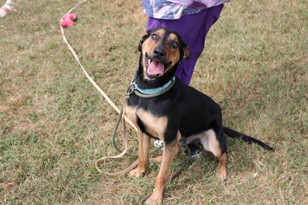 Kevin, a Adoptable mixed breed in Culpeper, VA image 6/6