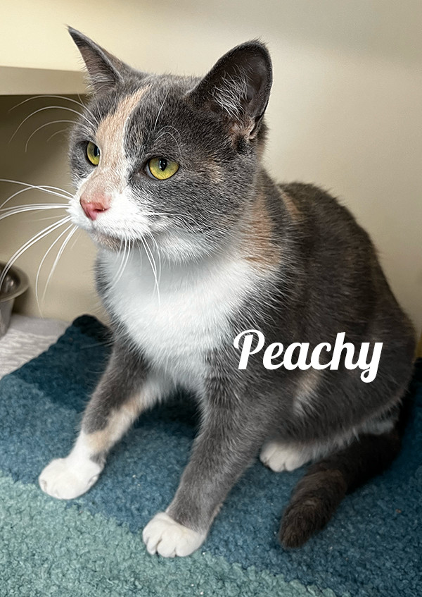 Enlarge Peachy, a Adoptable Domestic Short Hair in Manistee, MI image 1/1