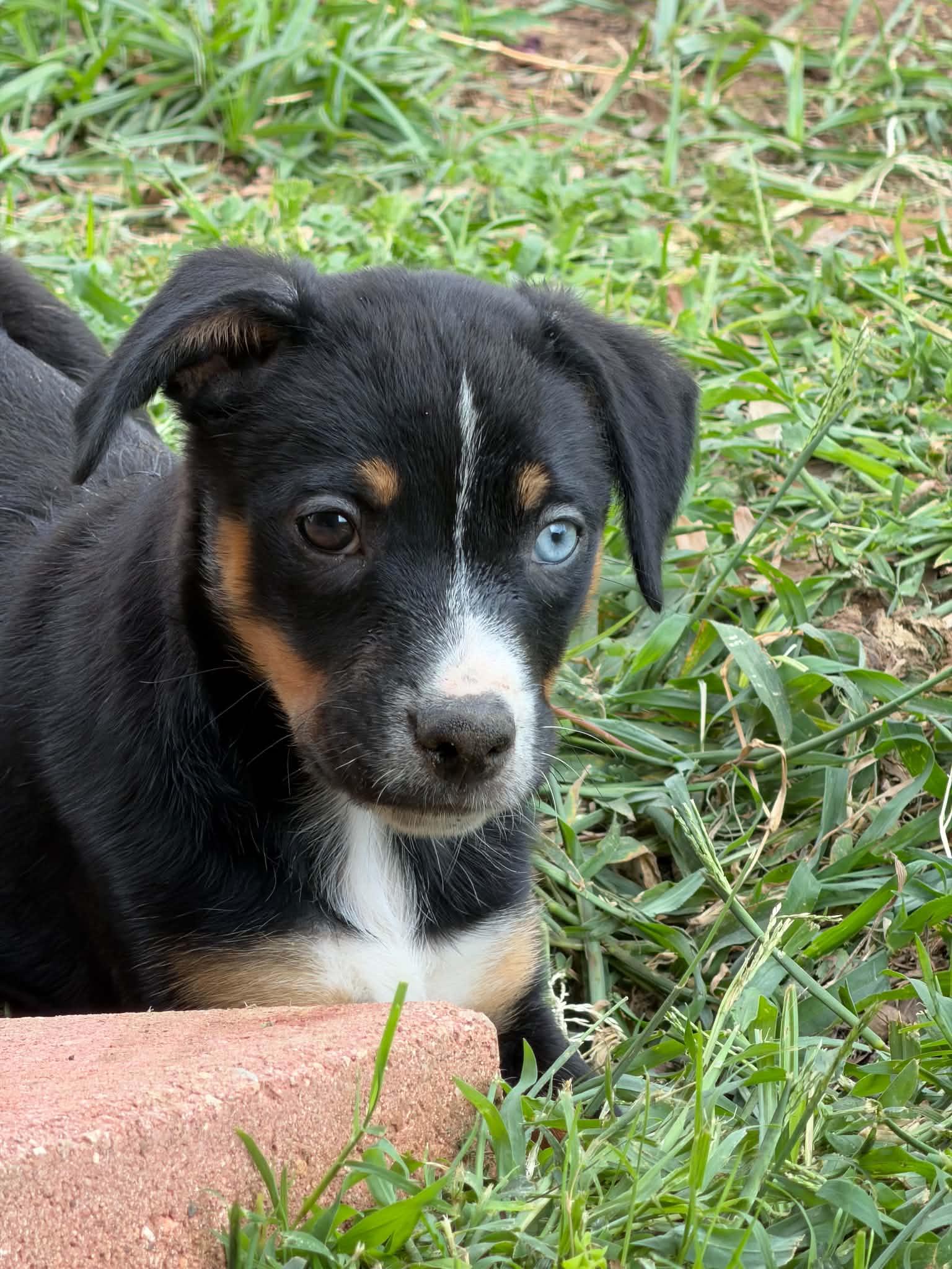 Yosemite, ADOPTABLE, Puppy Male Rottweiler.