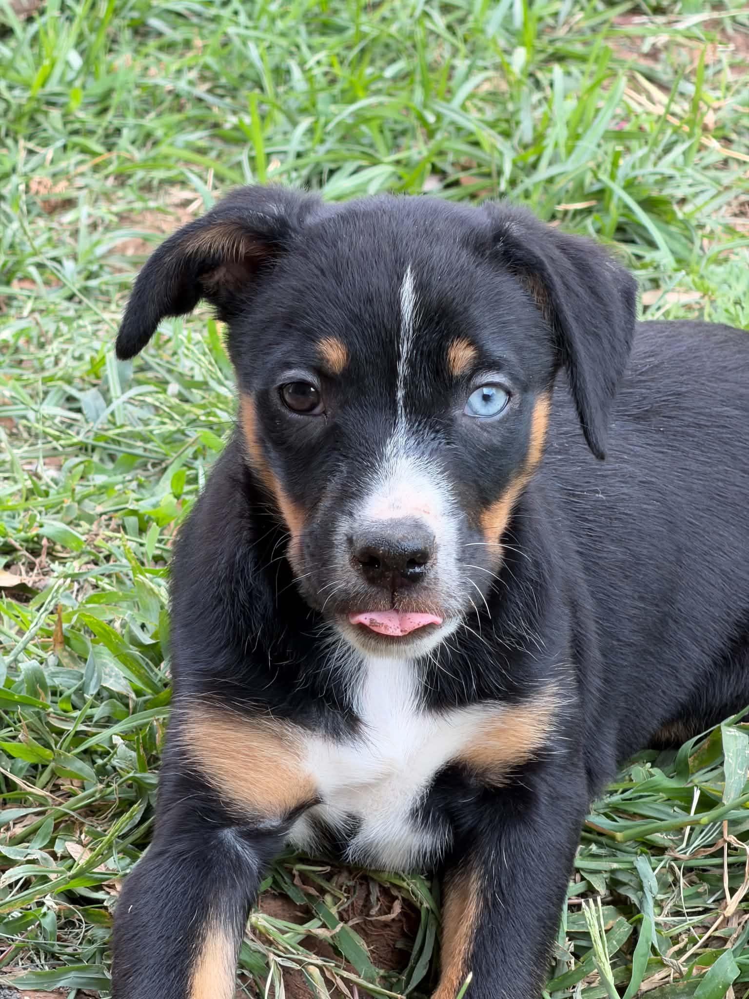 Enlarge Yosemite, a ADOPTABLE mixed breed in Wichita Falls, TX image 2/2