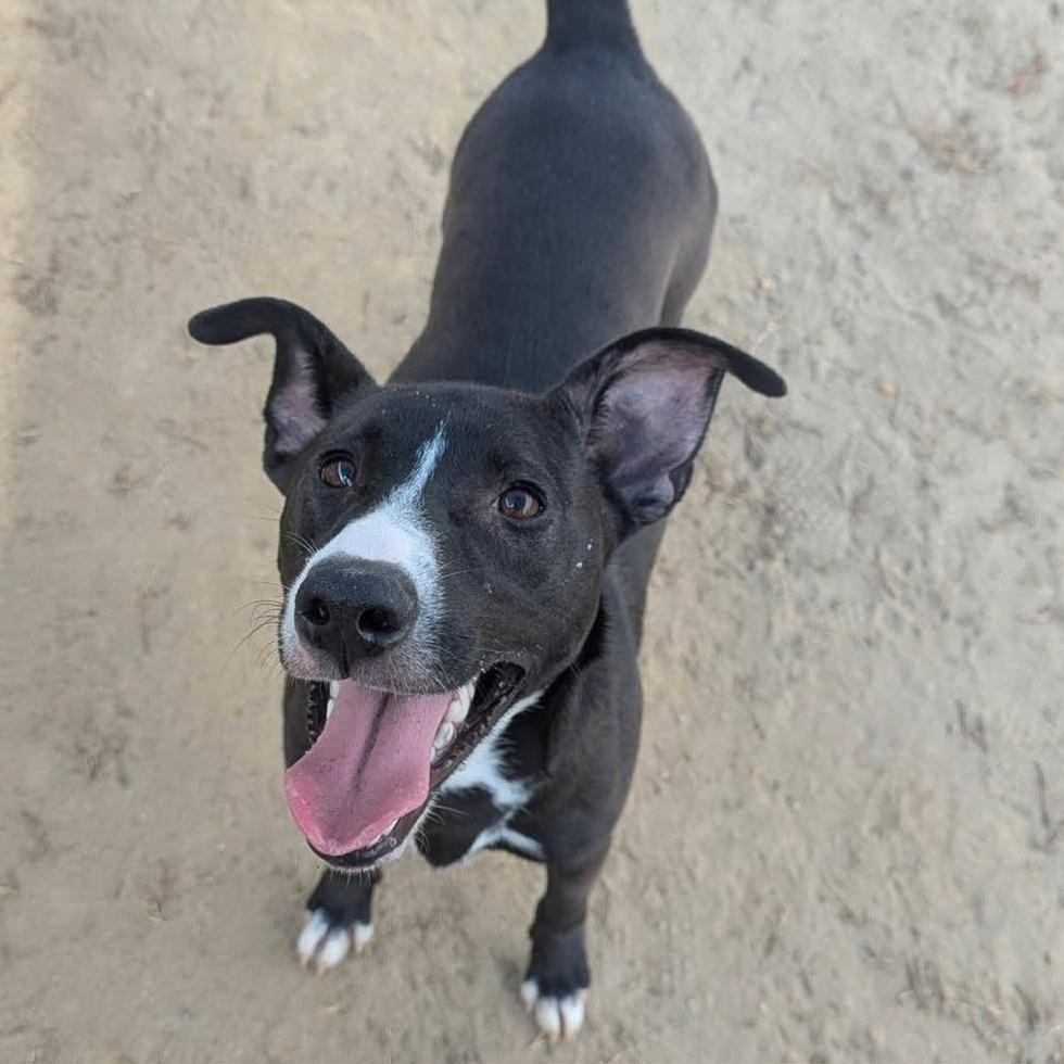 ACE  Available NOW - ADOPTION or RESCUE!, Adoptable, Young Male Mixed Breed.