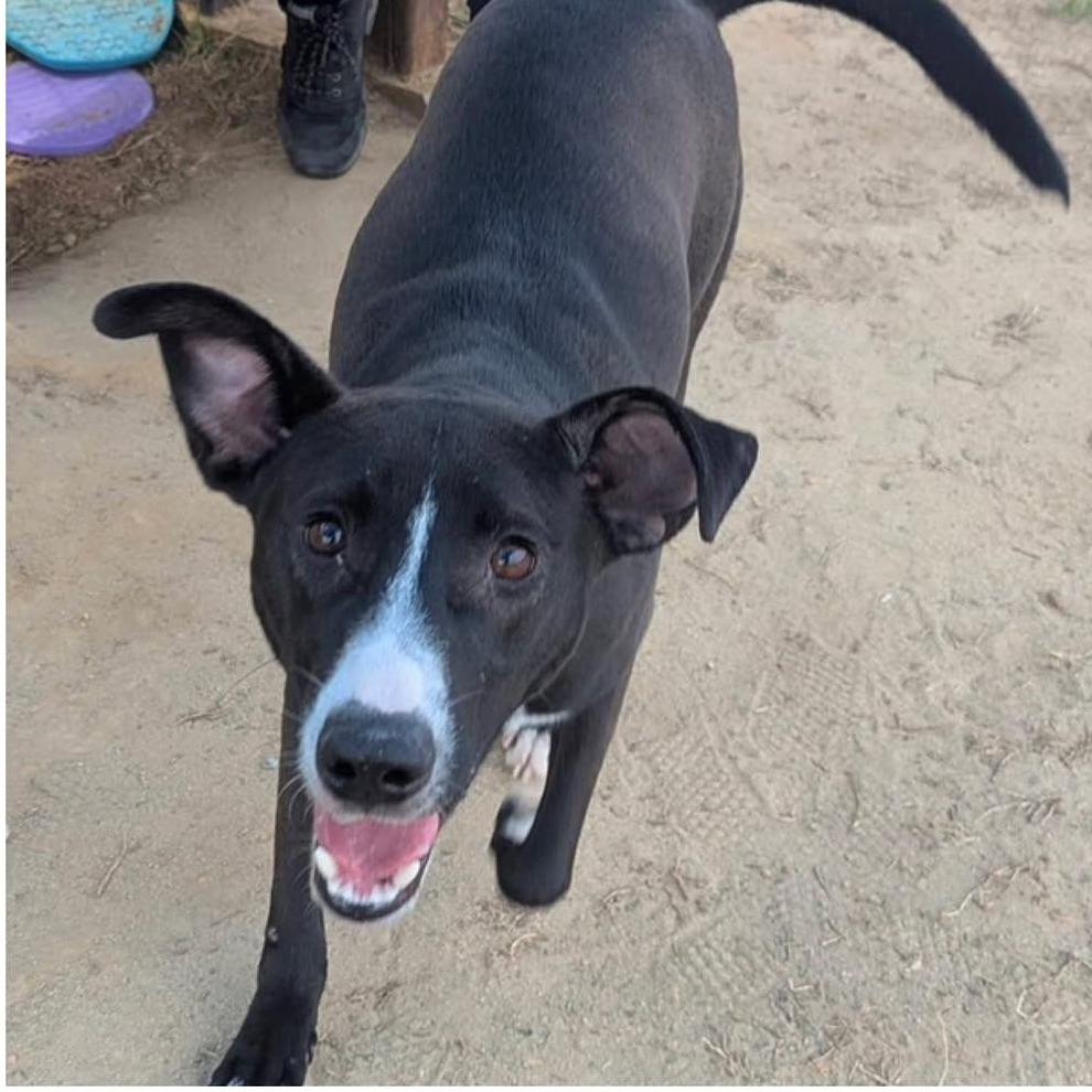 Enlarge ACE  Available NOW - ADOPTION or RESCUE!, a Adoptable Mixed Breed in Nashville, NC image 2/2