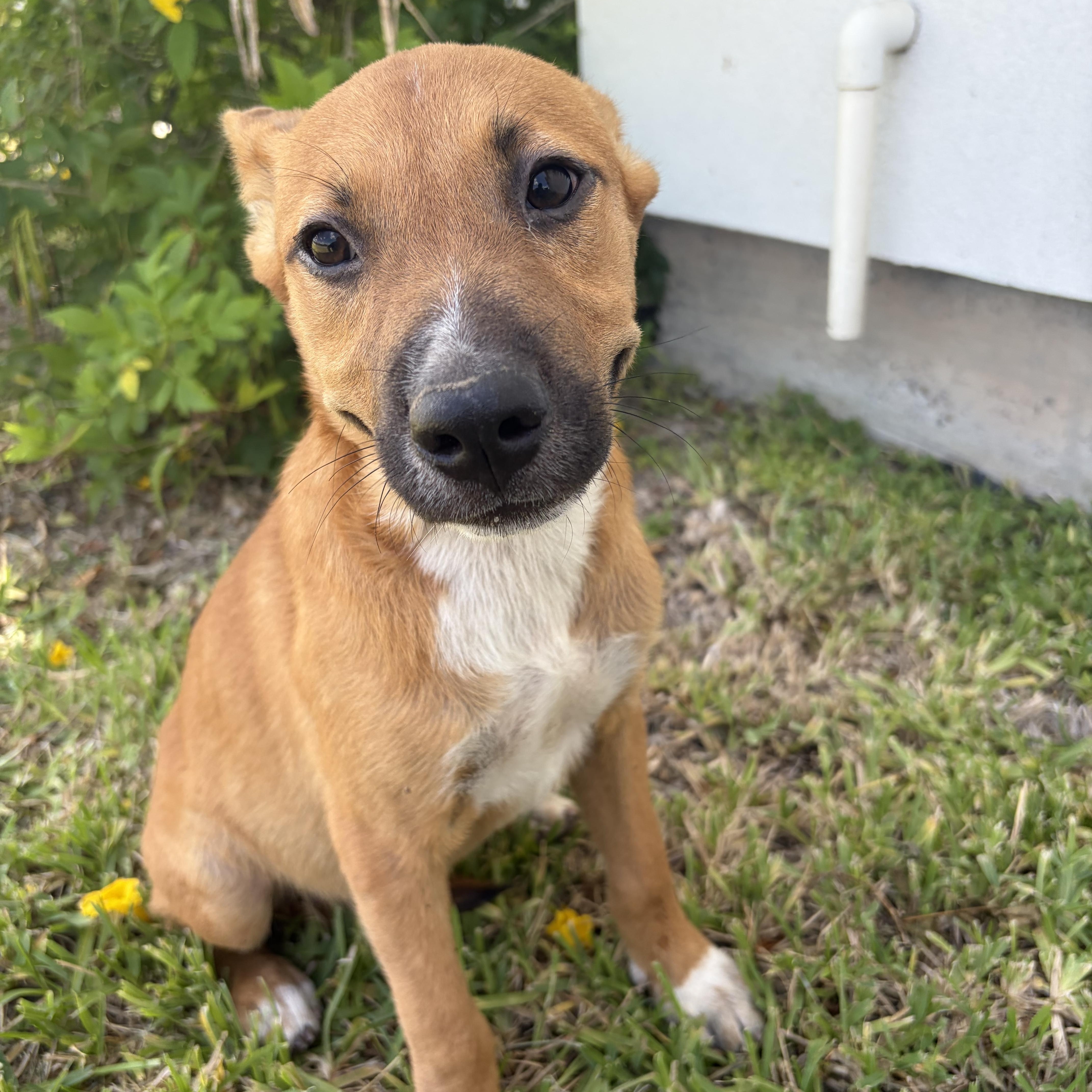 Maddie, Adoptable, Puppy Female Black Mouth Cur.
