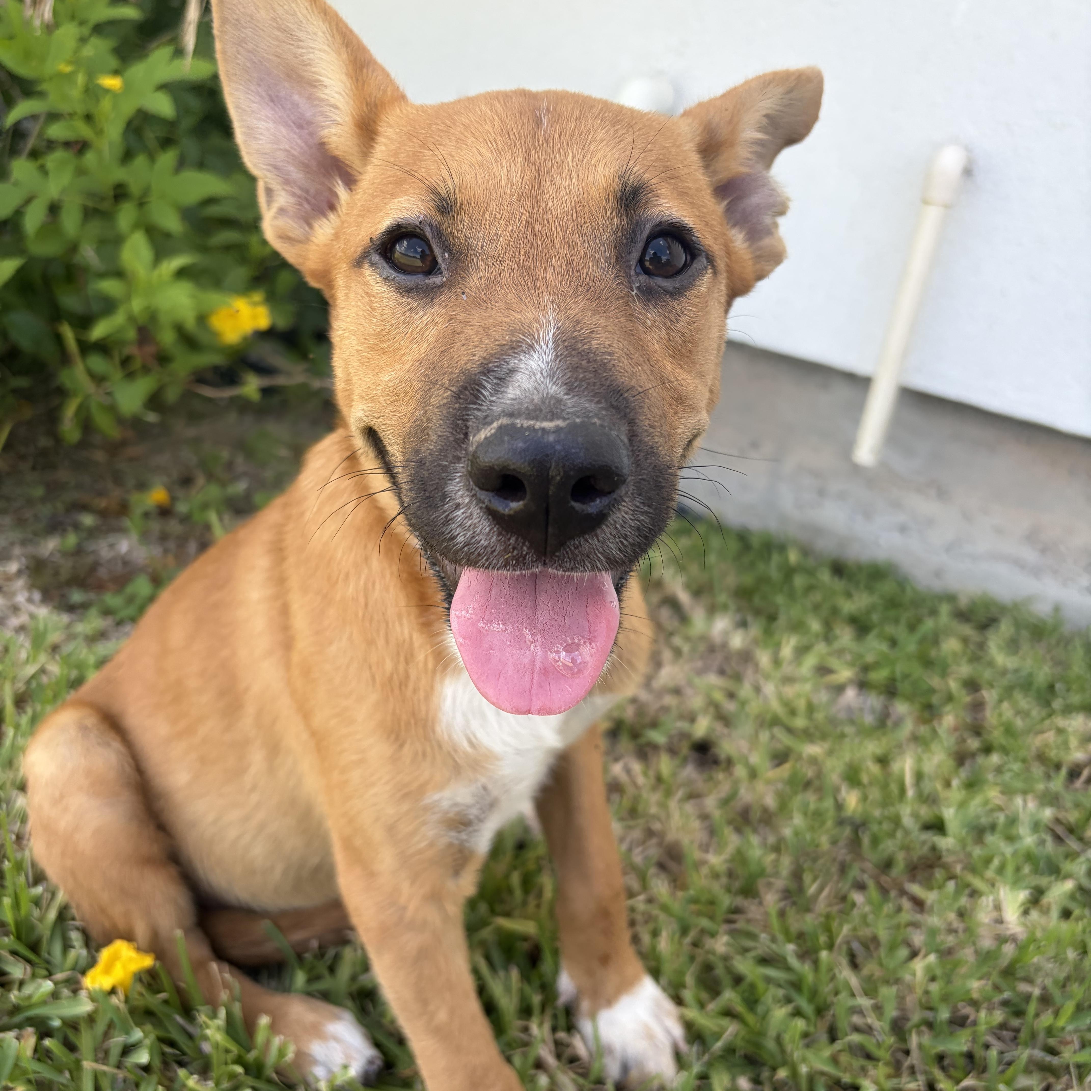 Enlarge Maddie, a Adoptable Black Mouth Cur in Minneapolis , MN image 2/3
