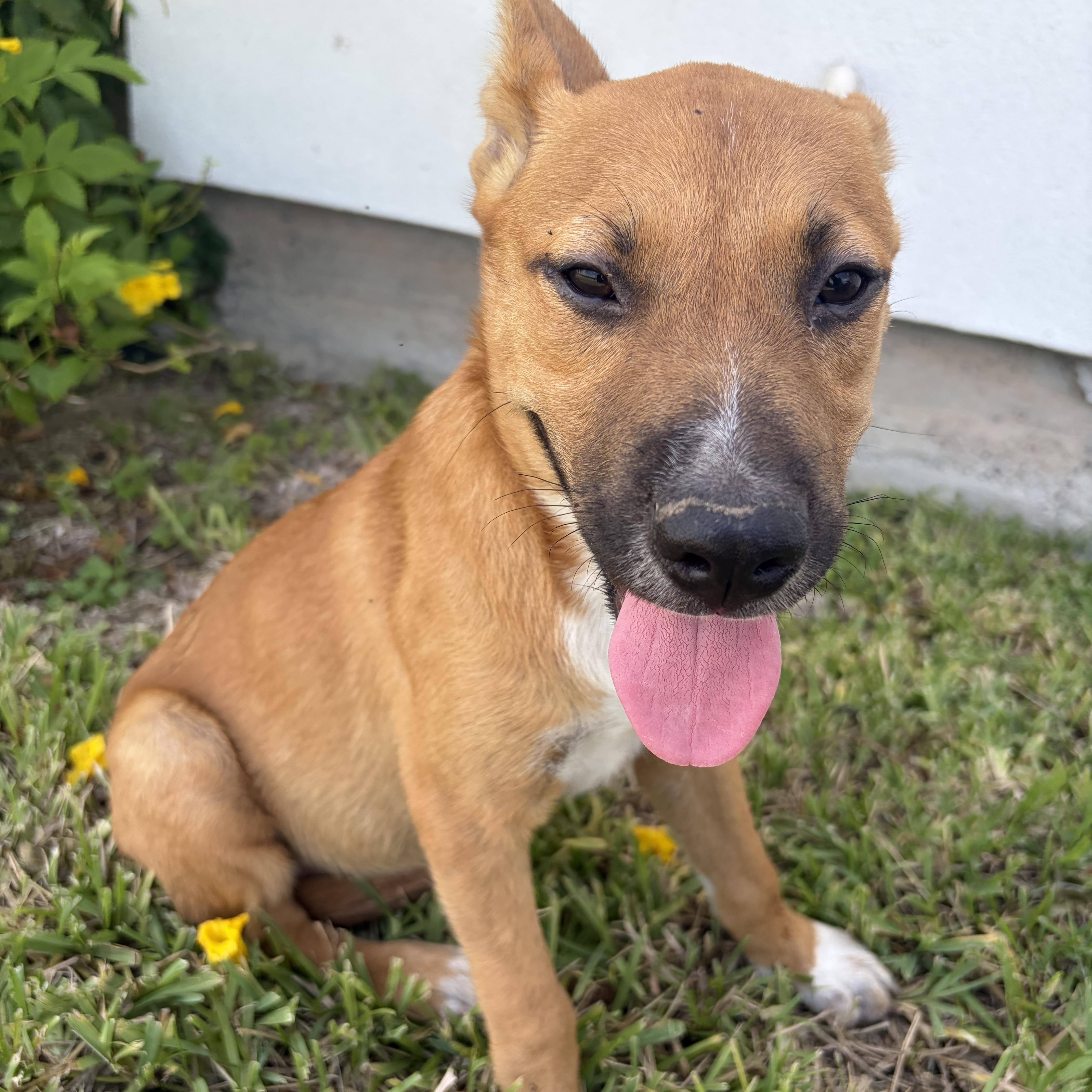 Enlarge Maddie, a Adoptable Black Mouth Cur in Minneapolis , MN image 3/3