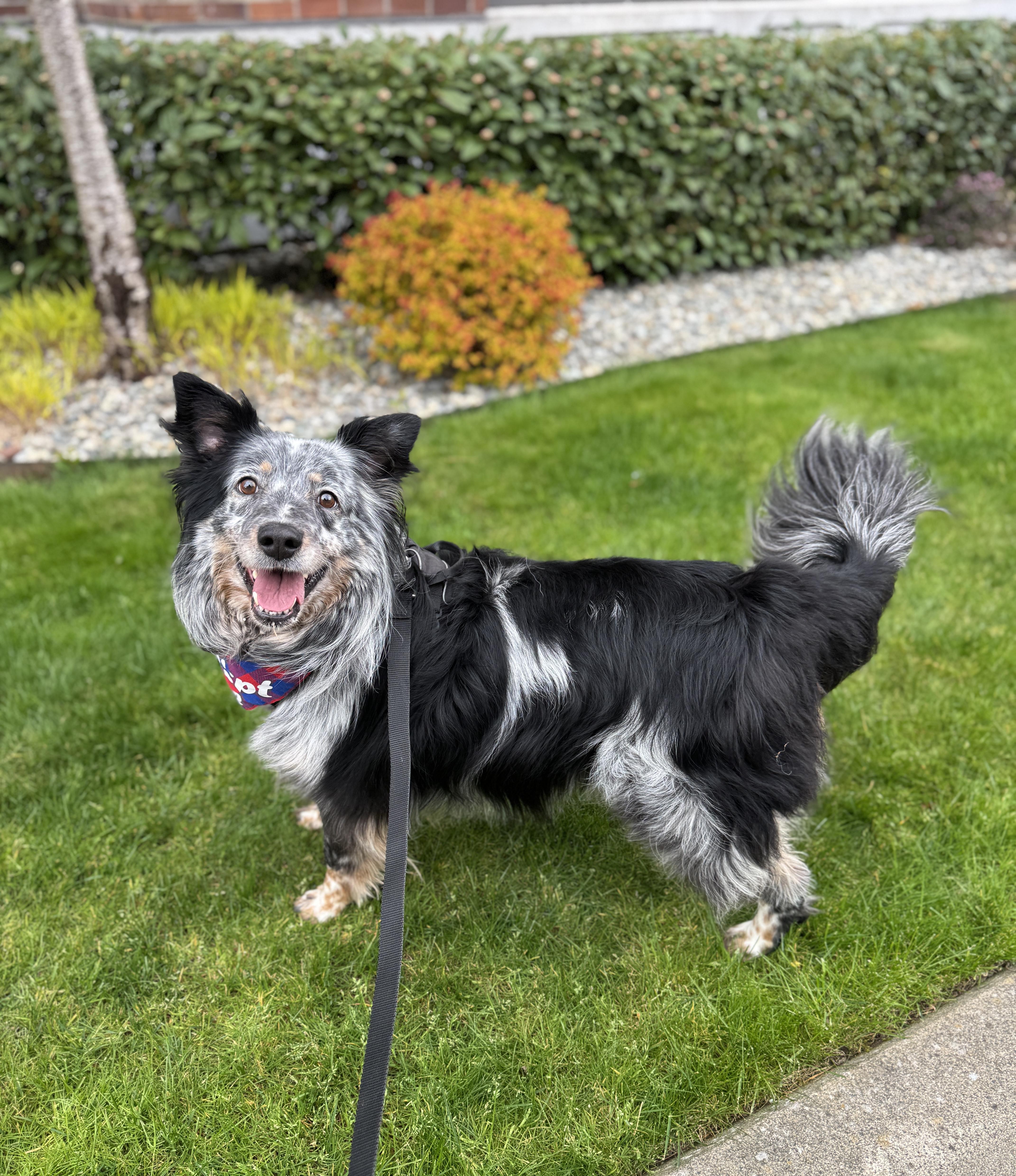Enlarge Chad, a Adoptable mixed breed in lynnwood , WA image 6/6