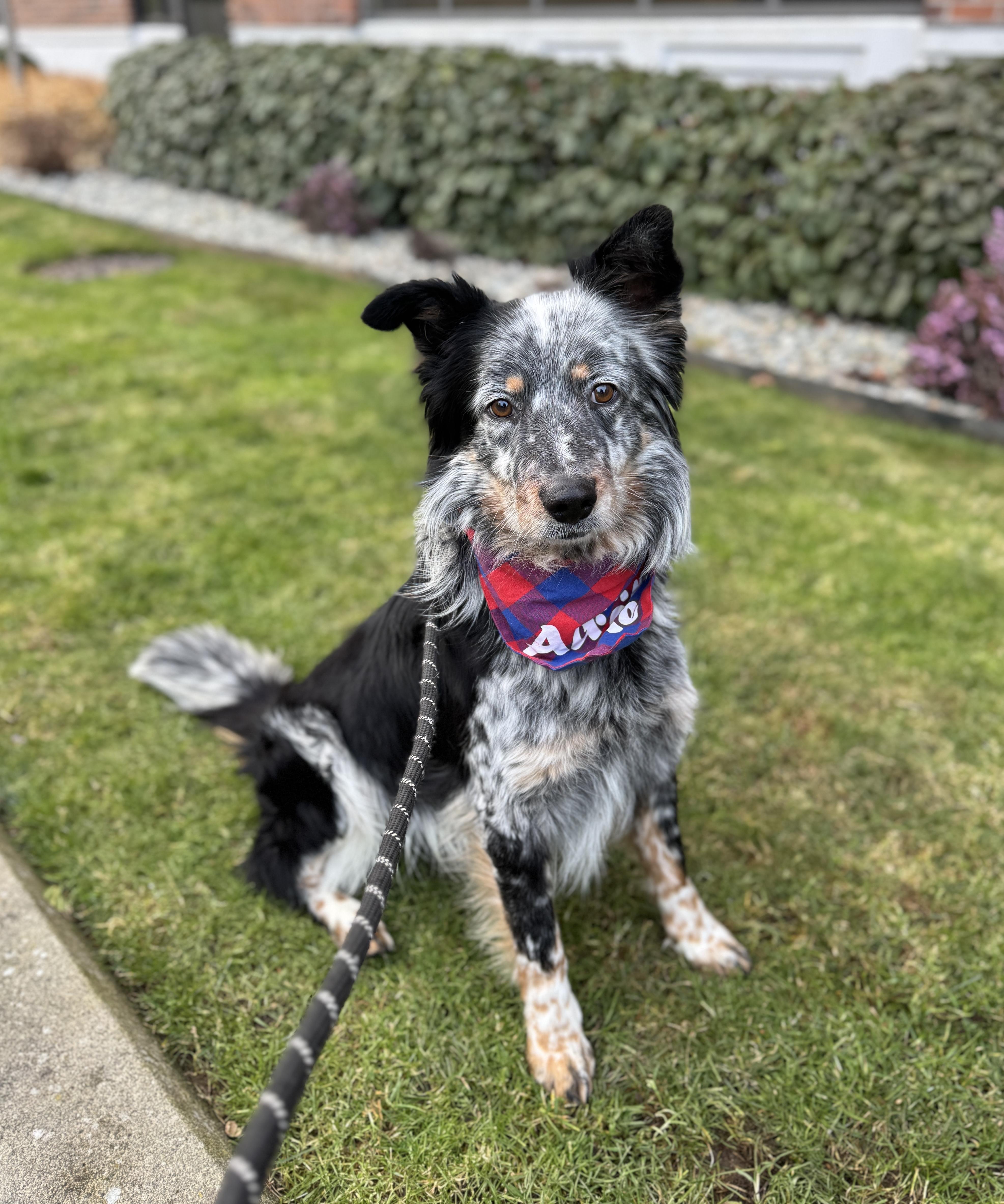 Enlarge Chad, a Adoptable mixed breed in lynnwood , WA image 1/6