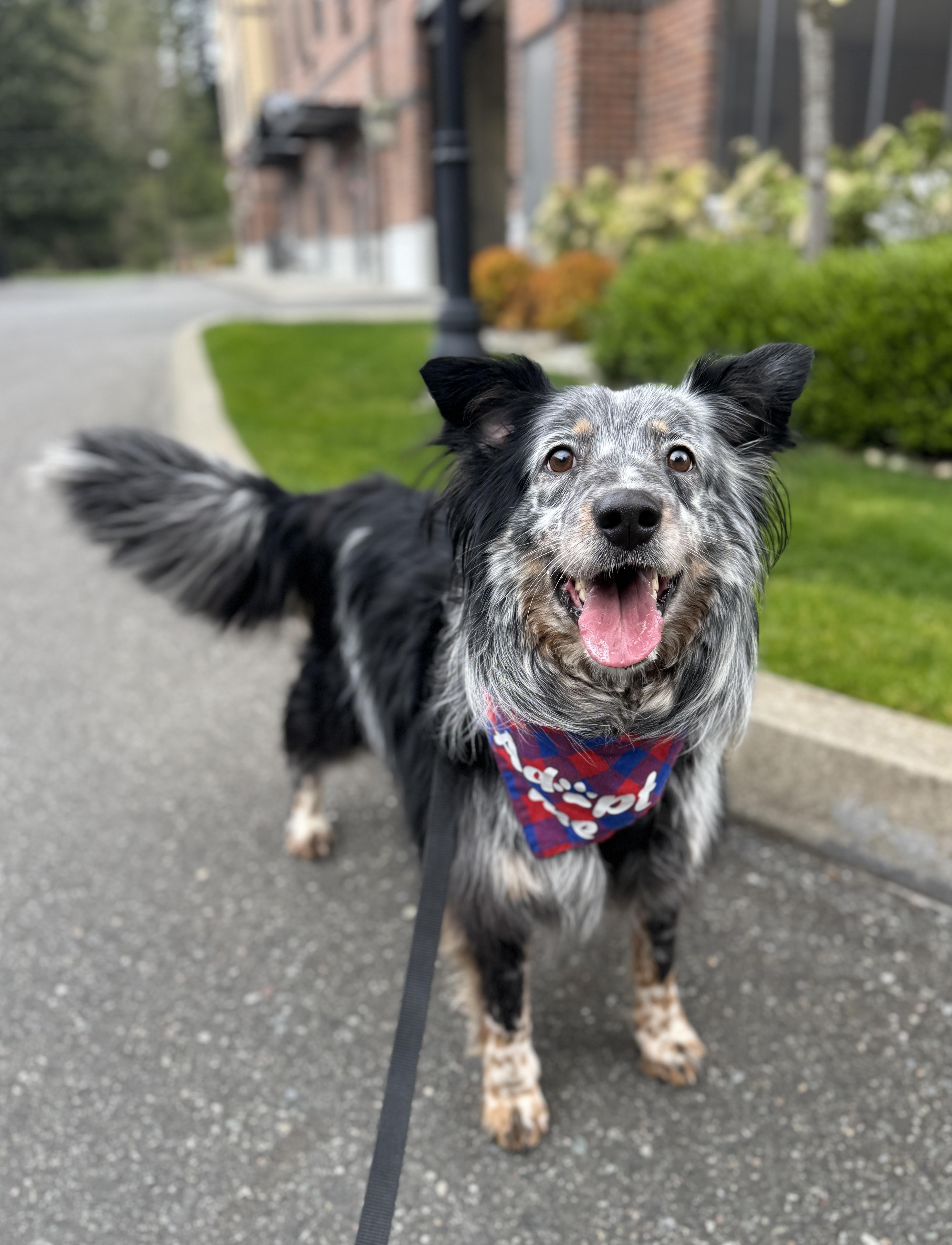 Enlarge Chad, a Adoptable mixed breed in lynnwood , WA image 5/6