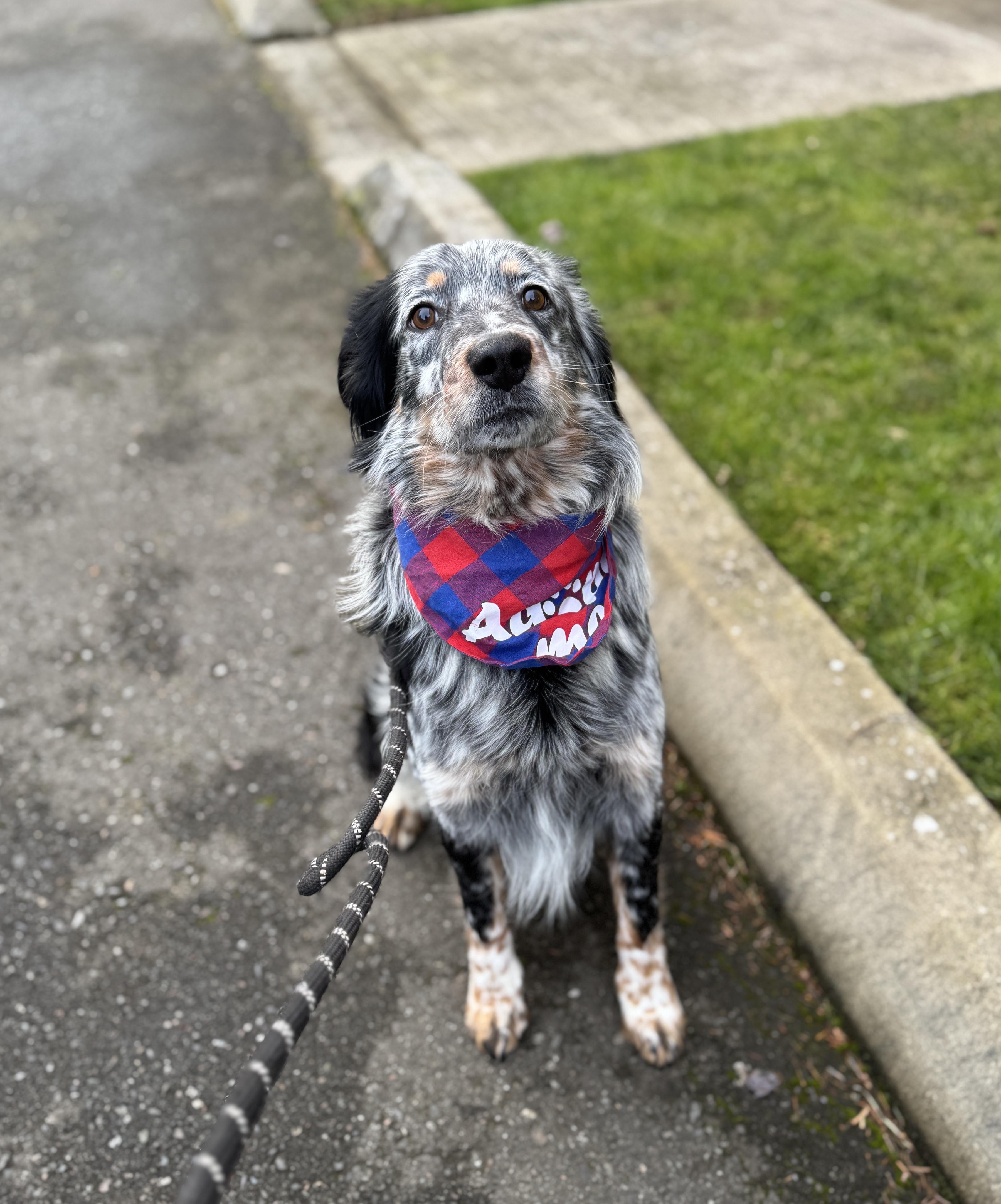 Enlarge Chad, a Adoptable mixed breed in lynnwood , WA image 3/6