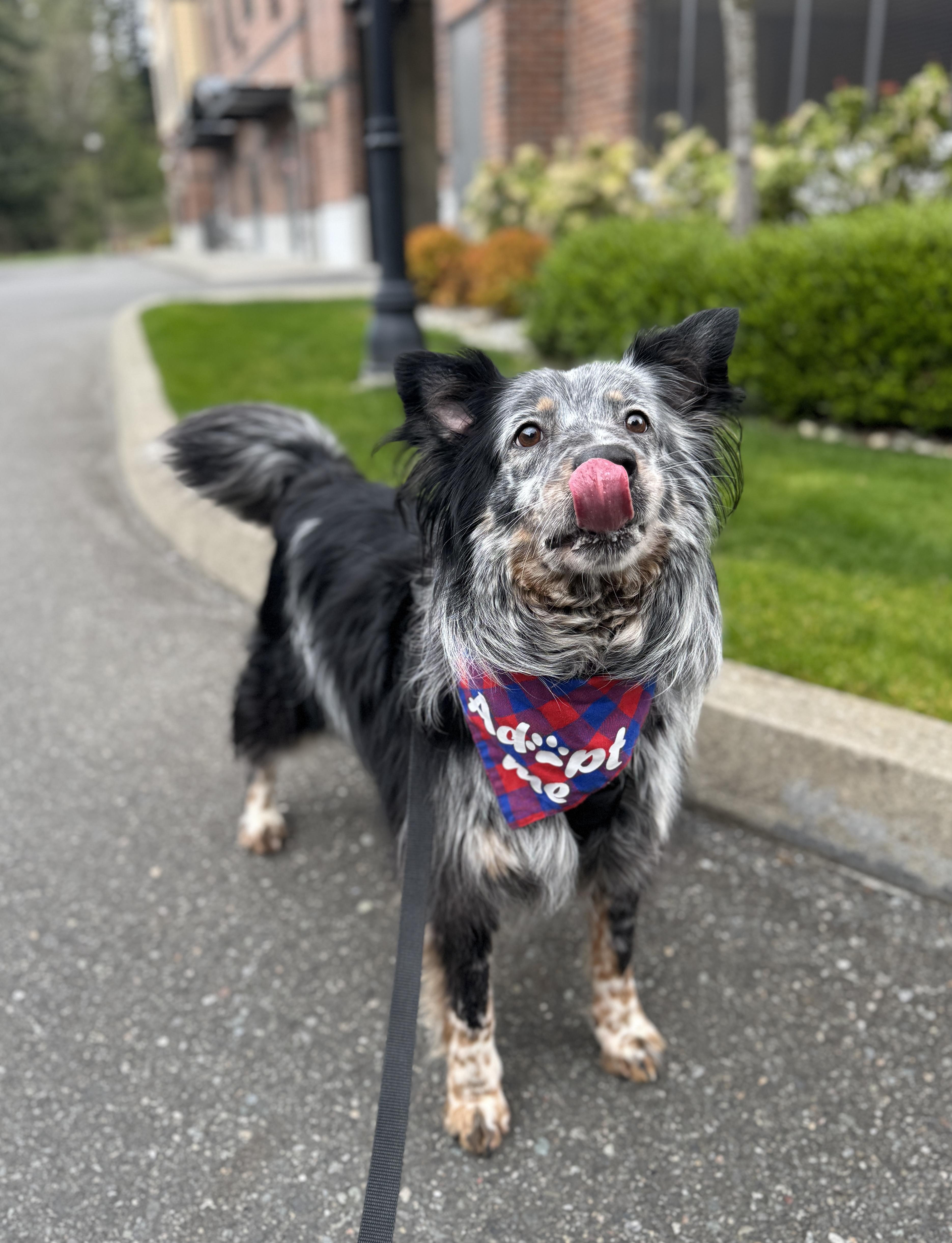 Enlarge Chad, a Adoptable mixed breed in lynnwood , WA image 4/6