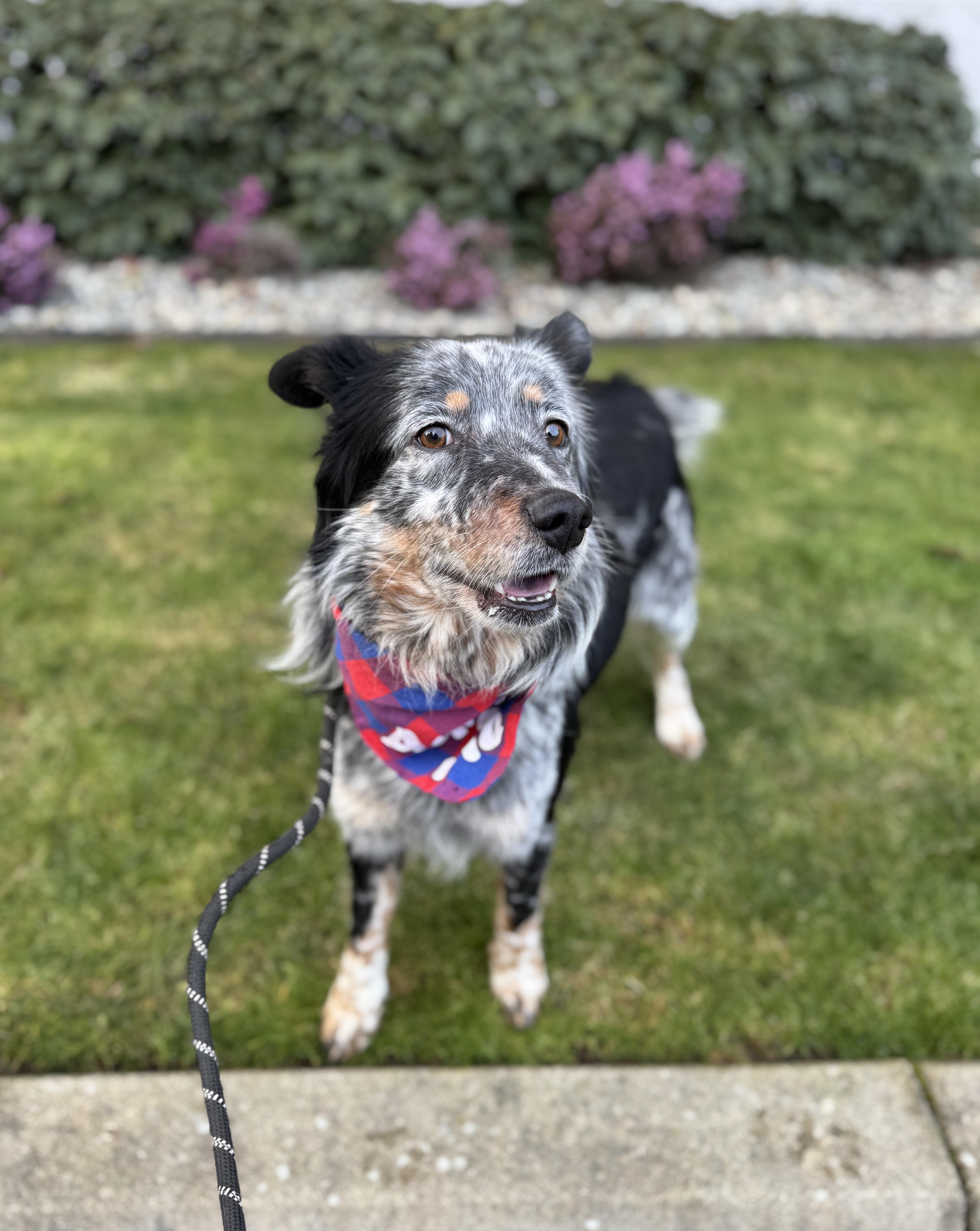Enlarge Chad, a Adoptable mixed breed in lynnwood , WA image 4/6