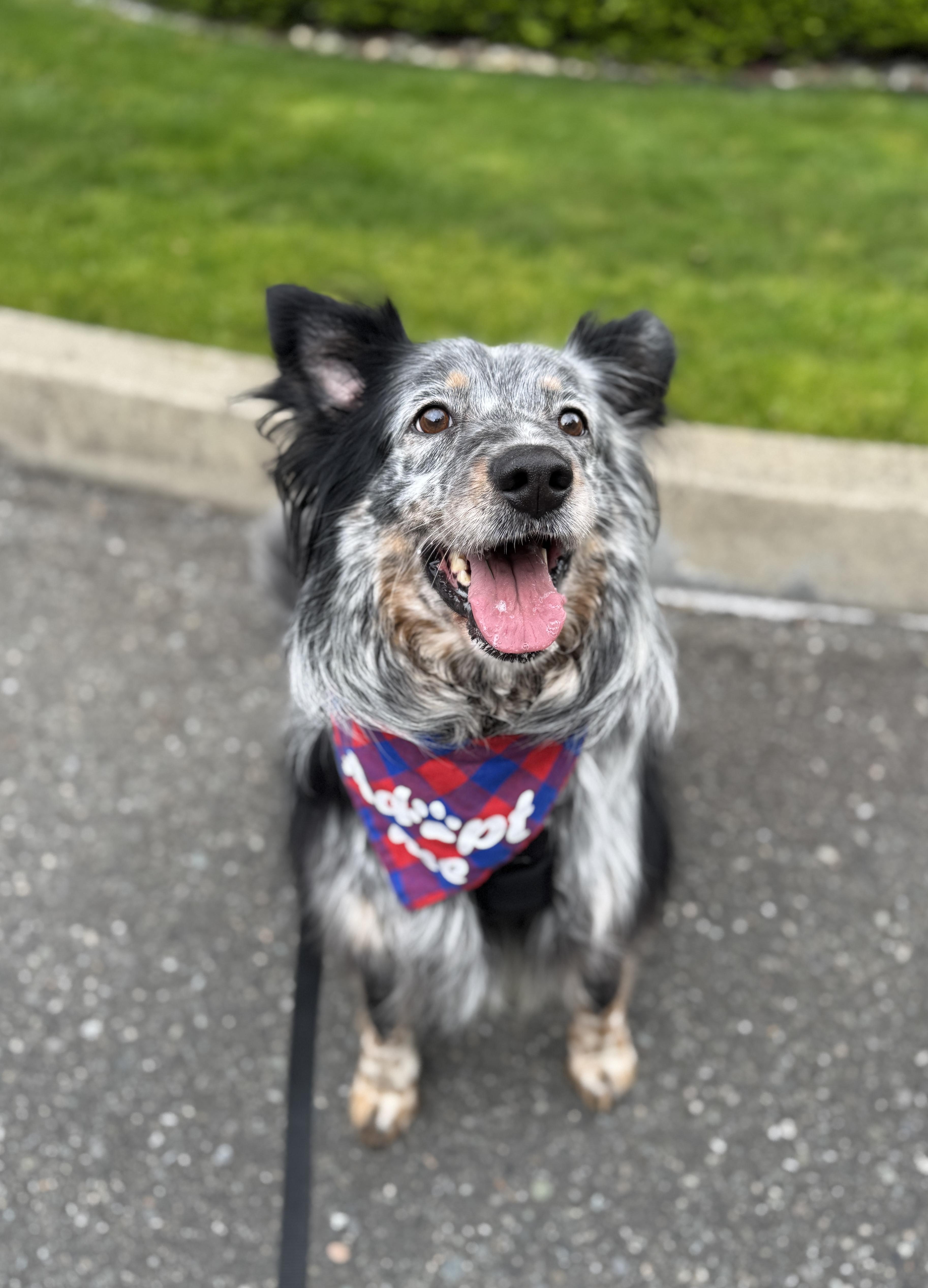 Enlarge Chad, a Adoptable mixed breed in lynnwood , WA image 1/6