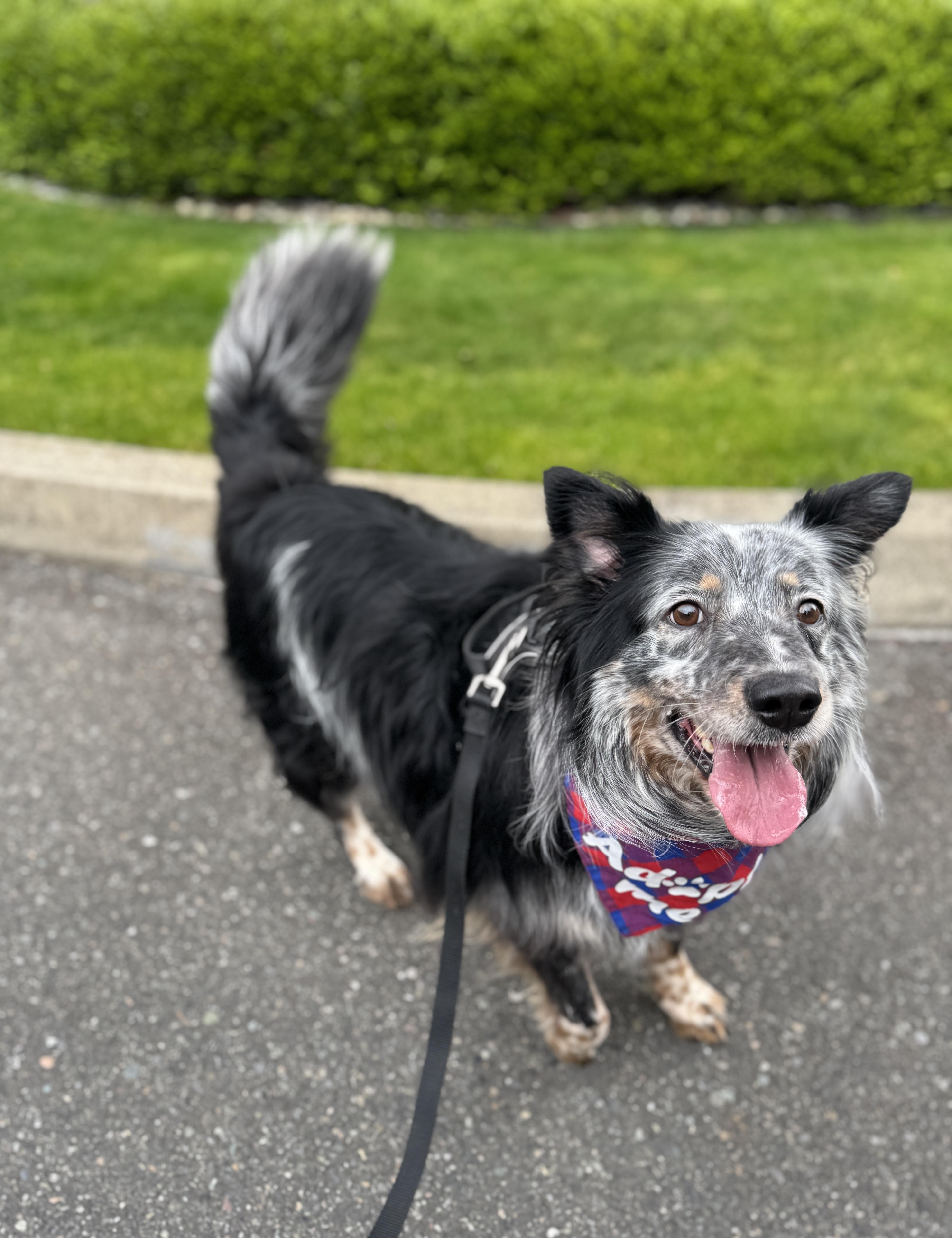 Enlarge Chad, a Adoptable mixed breed in lynnwood , WA image 2/6