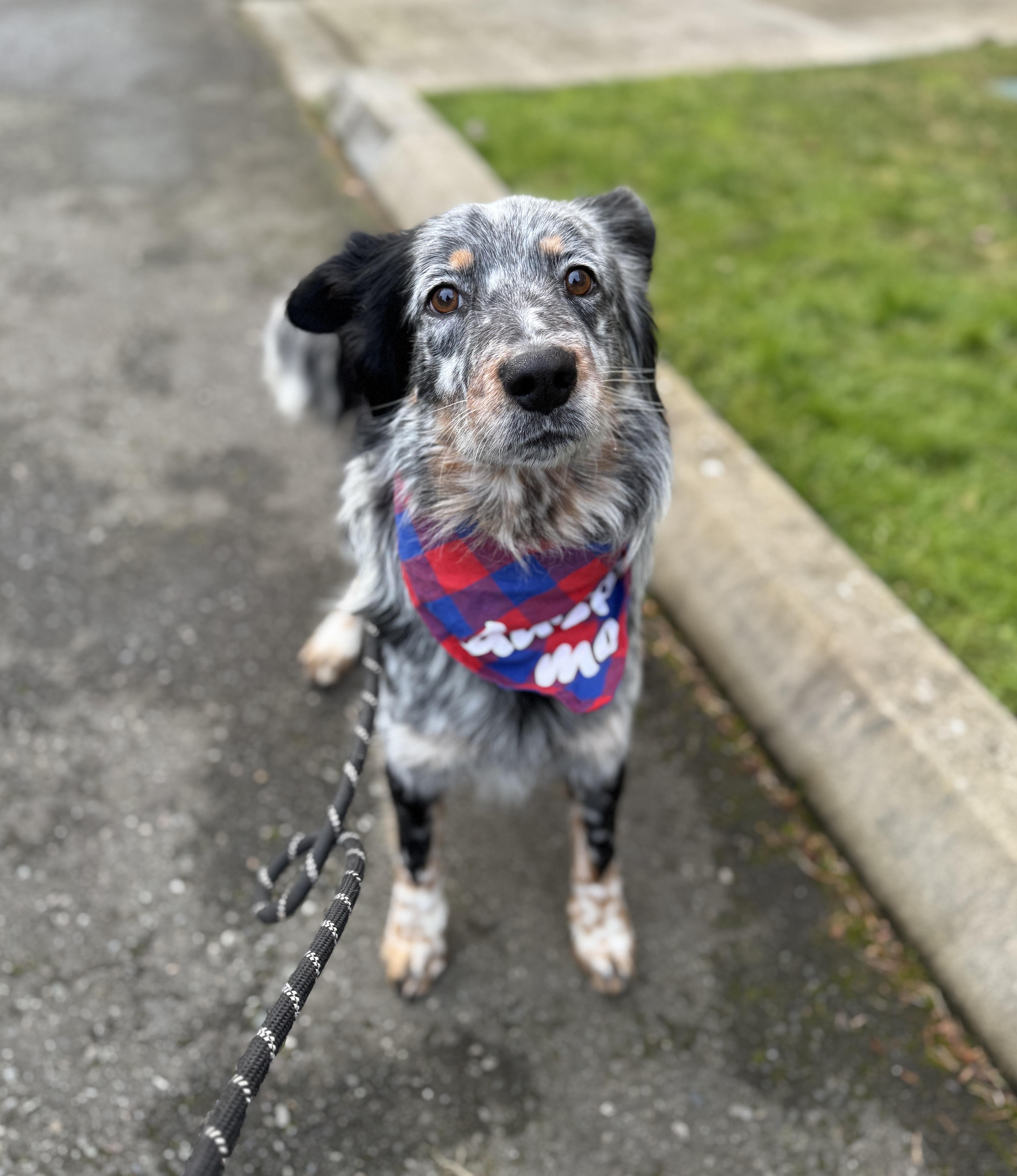 Enlarge Chad, a Adoptable mixed breed in lynnwood , WA image 5/6