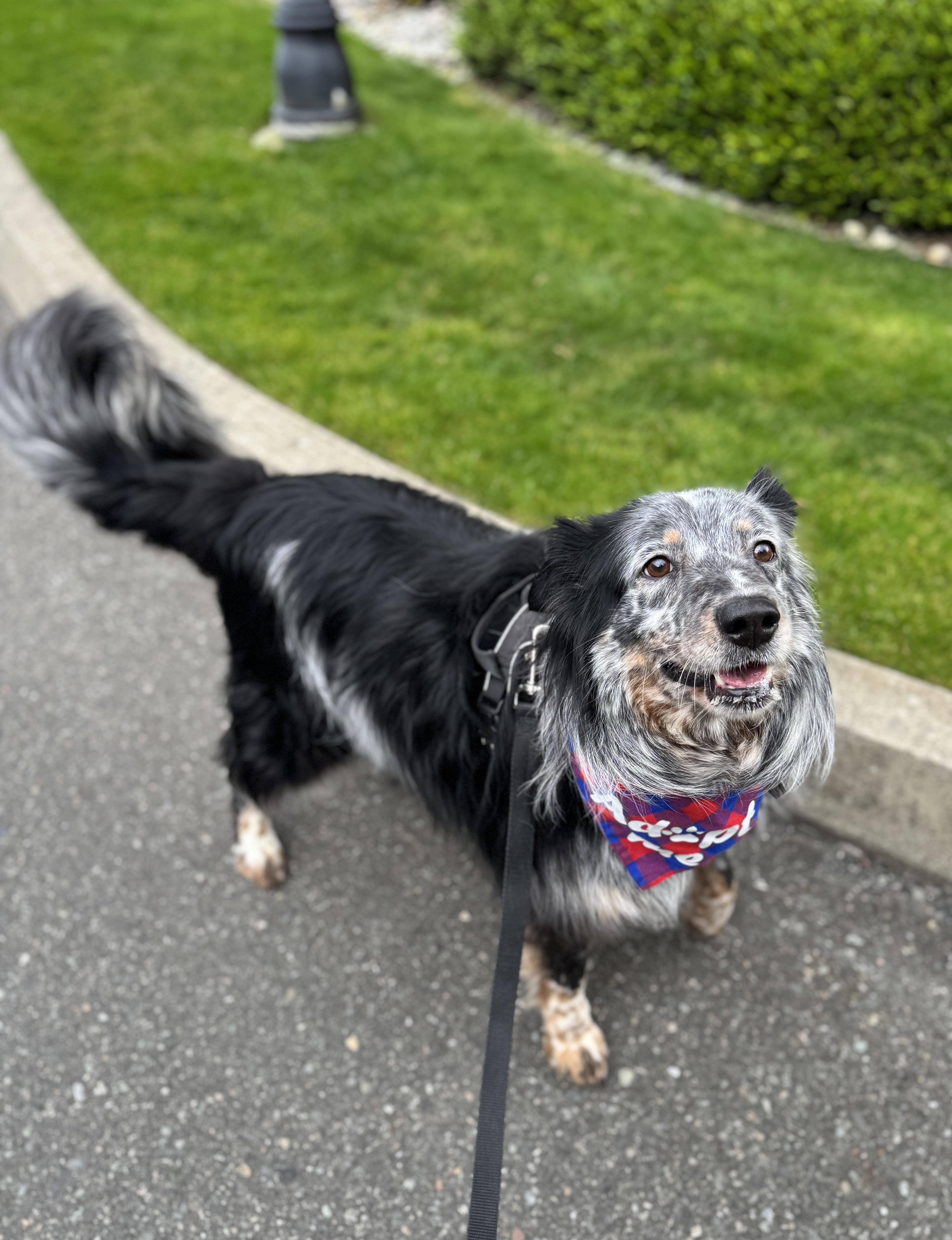 Enlarge Chad, a Adoptable mixed breed in lynnwood , WA image 3/6