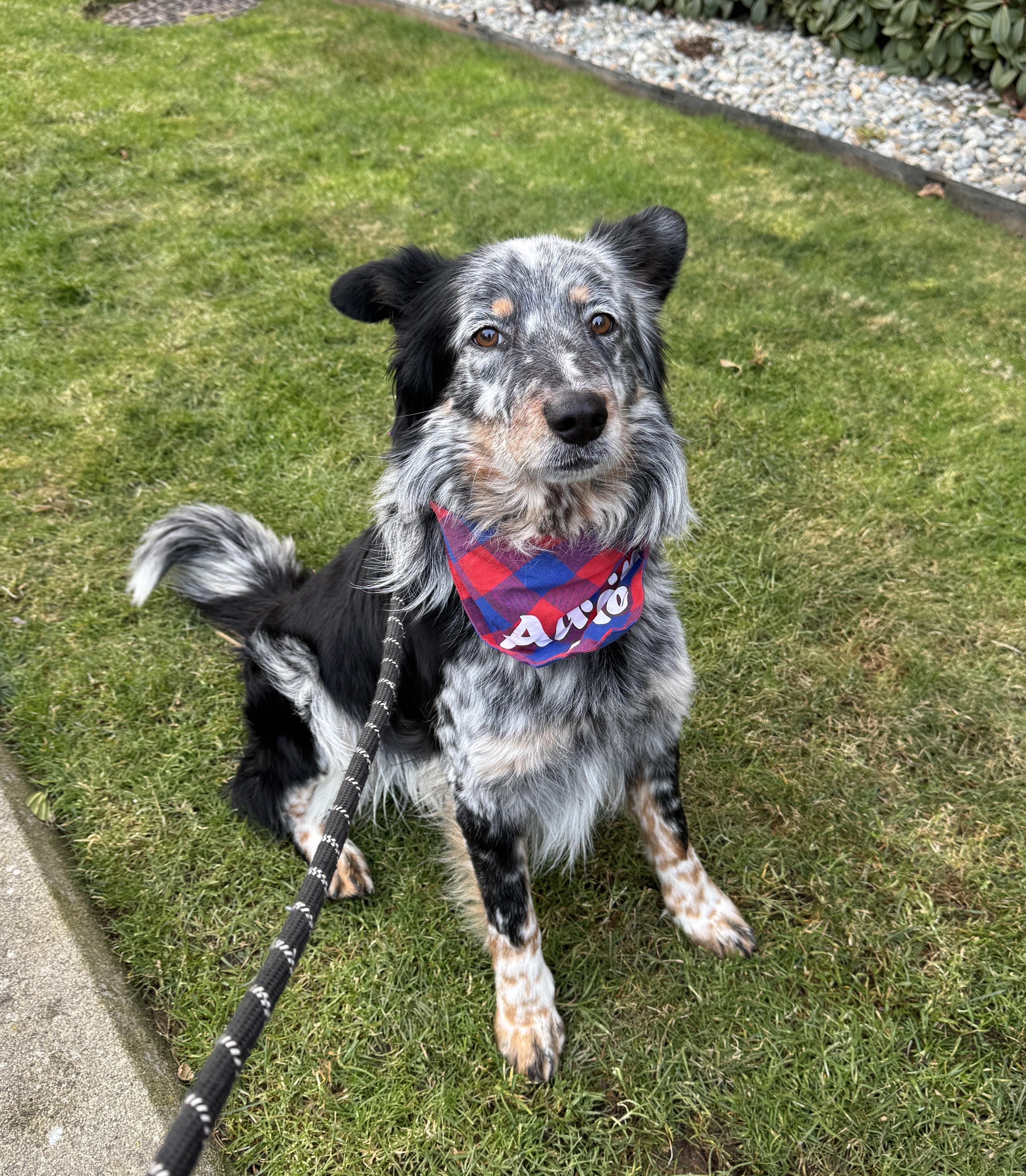 Enlarge Chad, a Adoptable mixed breed in lynnwood , WA image 6/6