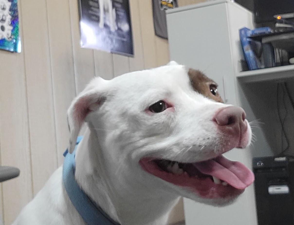 Enlarge Mary 449-25, an adoptable mixed breed in Cambridge, OH image 3/5