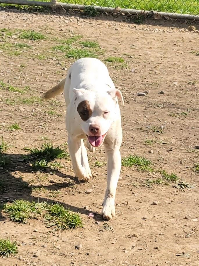 Enlarge Mary 449-25, an adoptable mixed breed in Cambridge, OH image 6/6