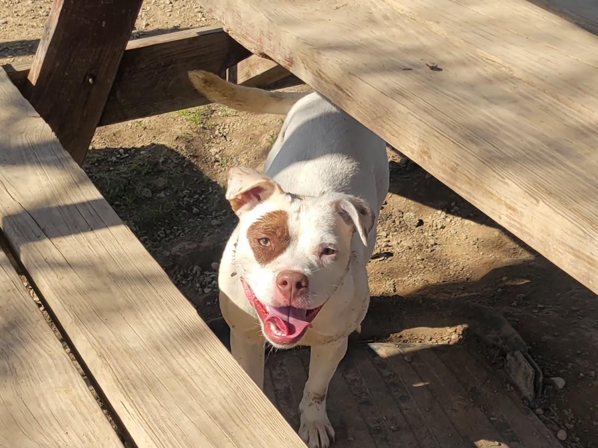 Enlarge Mary 449-25, an adoptable mixed breed in Cambridge, OH image 1/6