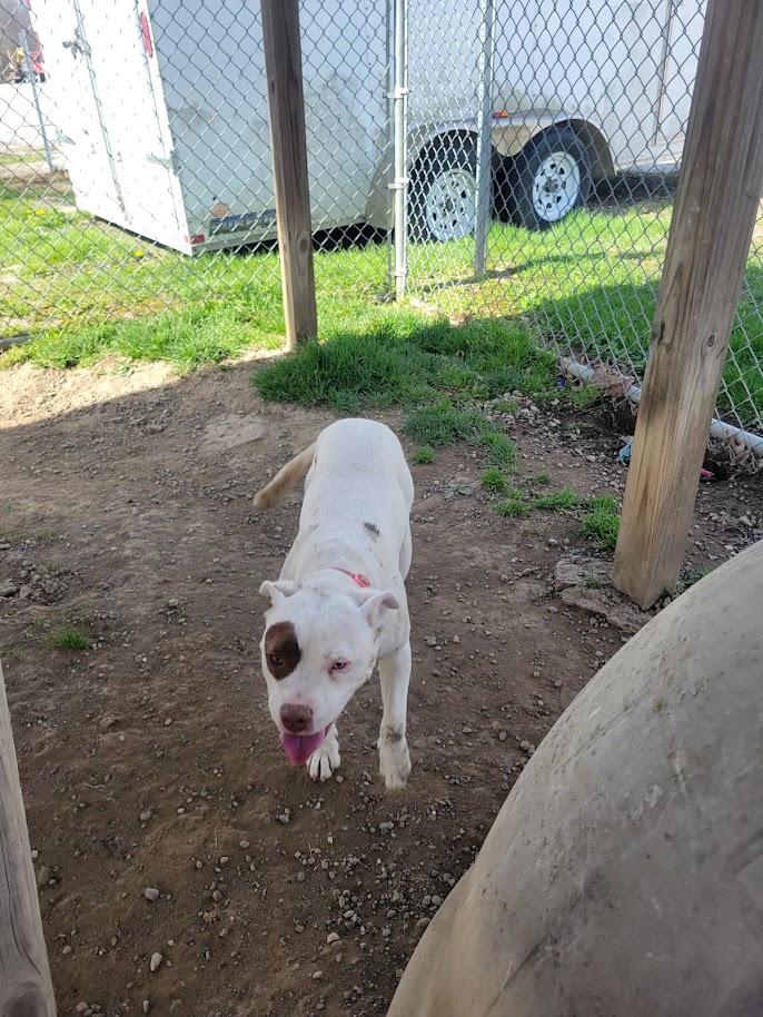 Enlarge Mary 449-25, an adoptable mixed breed in Cambridge, OH image 5/6