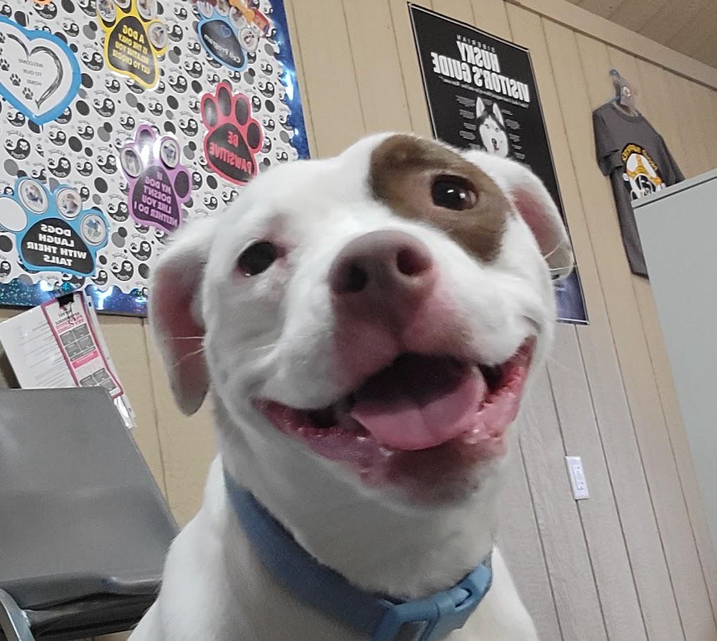 Enlarge Mary 449-25, an adoptable mixed breed in Cambridge, OH image 1/5