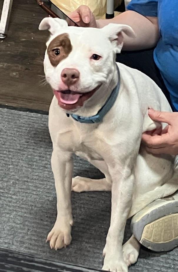 Enlarge Mary 449-25, an adoptable mixed breed in Cambridge, OH image 5/5