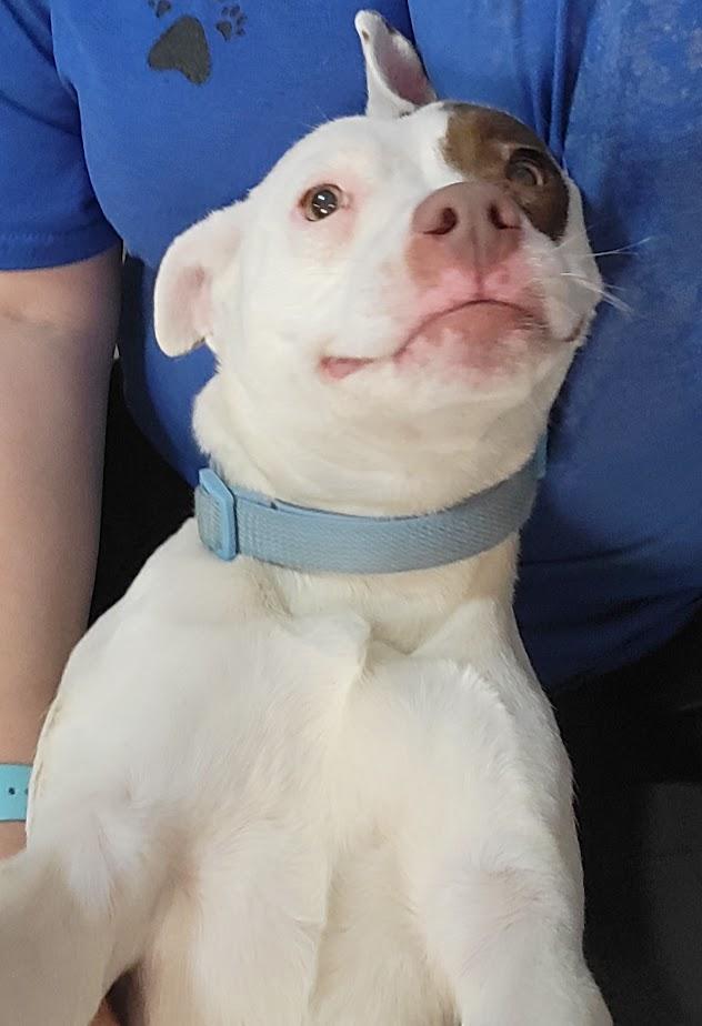 Enlarge Mary 449-25, an adoptable mixed breed in Cambridge, OH image 4/5