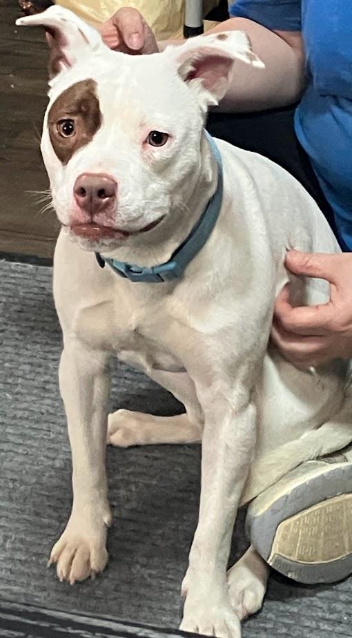 Enlarge Mary 449-25, an adoptable mixed breed in Cambridge, OH image 2/5